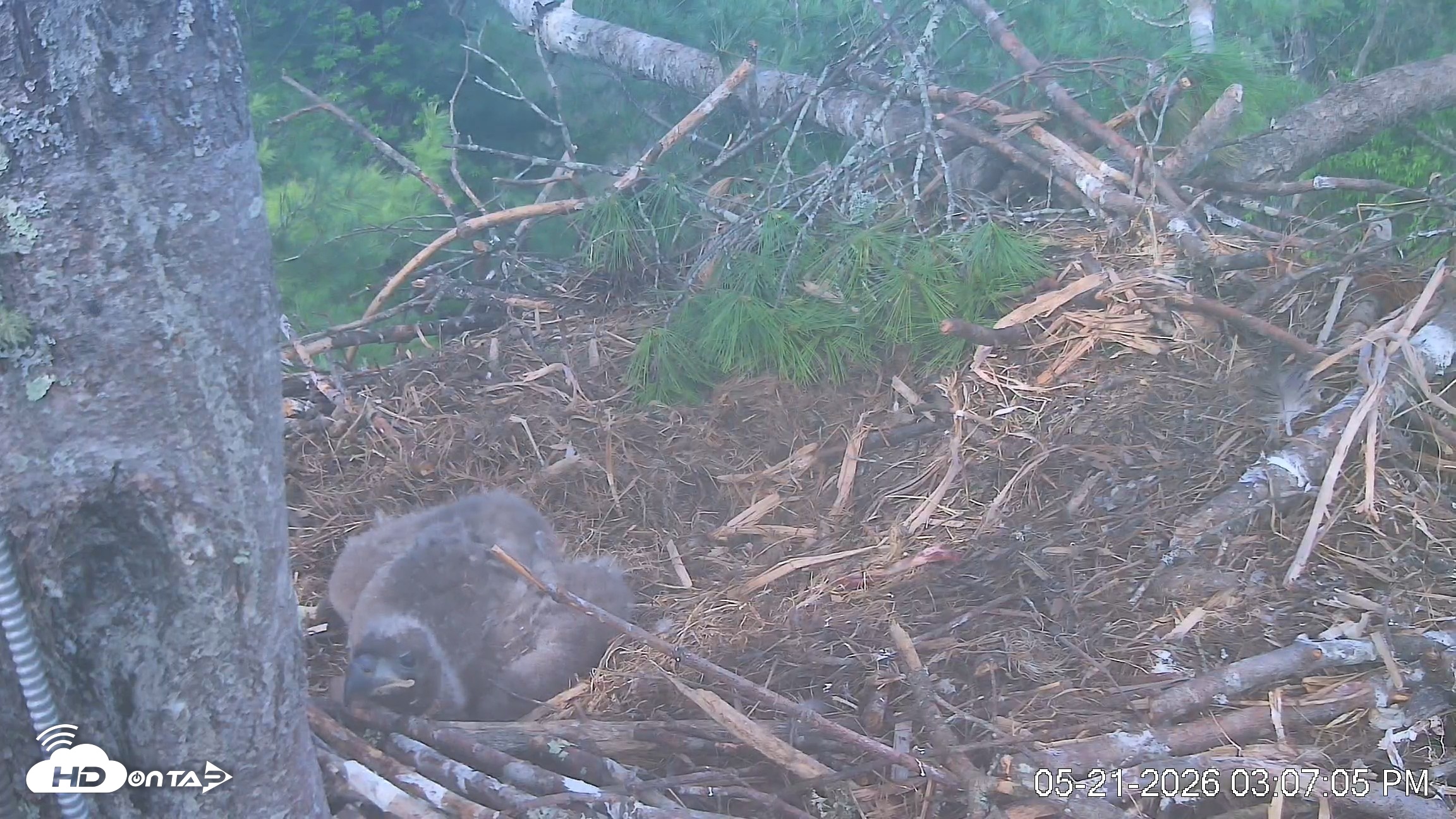 Snapshot of VINS Bald Eagles Nest Live Cams taken May 21, 2026, 3:07pm EDT