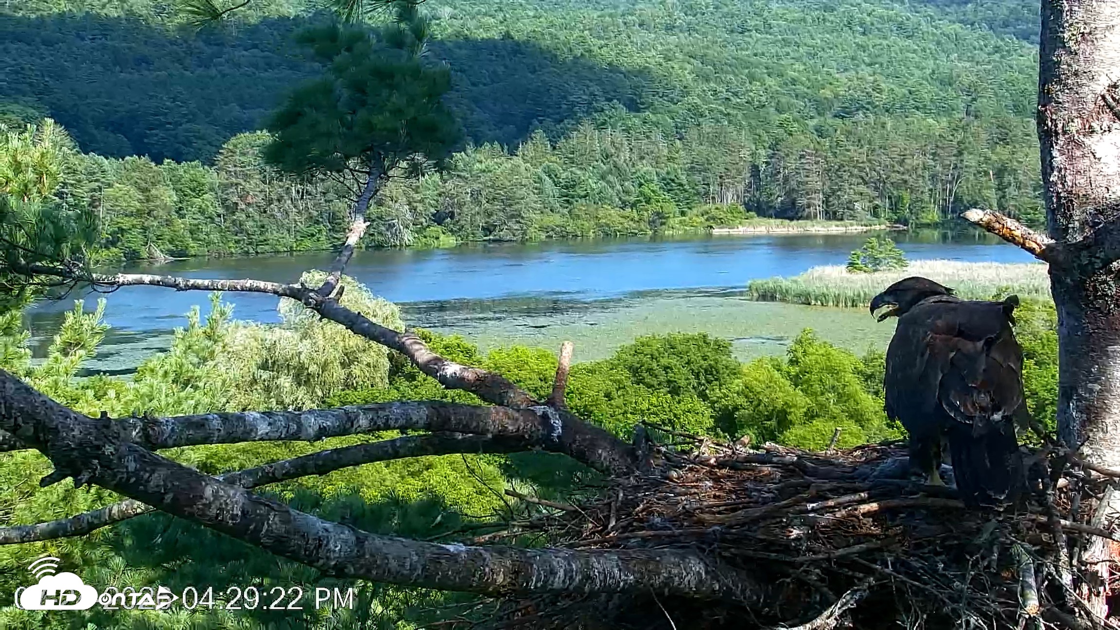 Snapshot of VINS Bald Eagles Nest Live Cams taken Jul 24, 2026, 4:30pm EDT