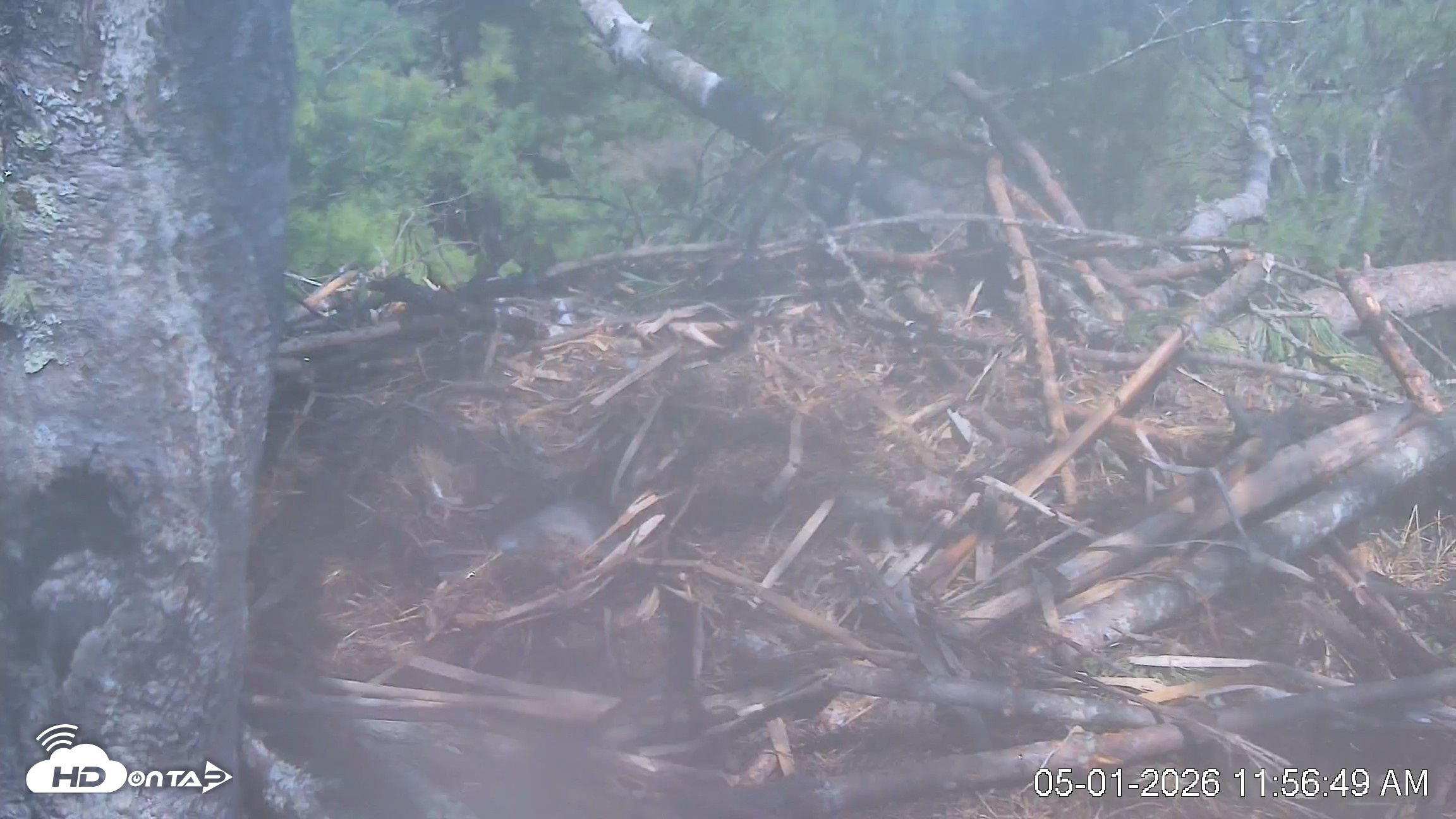Snapshot of VINS Bald Eagles Nest Live Cams taken May 1, 2026, 11:57am EDT