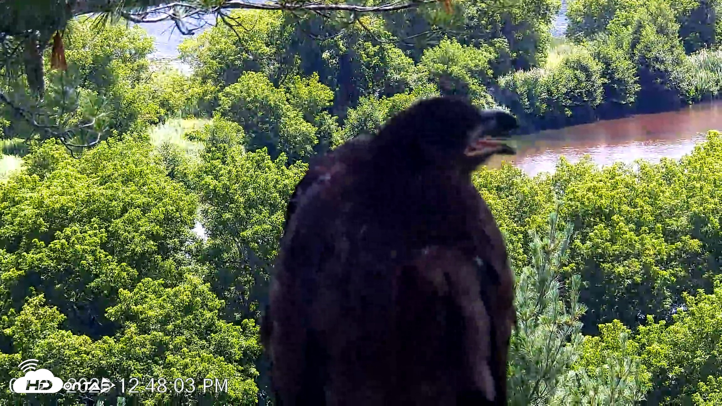 Snapshot of VINS Bald Eagles Nest Live Cams taken Jul 23, 2026, 12:48pm EDT