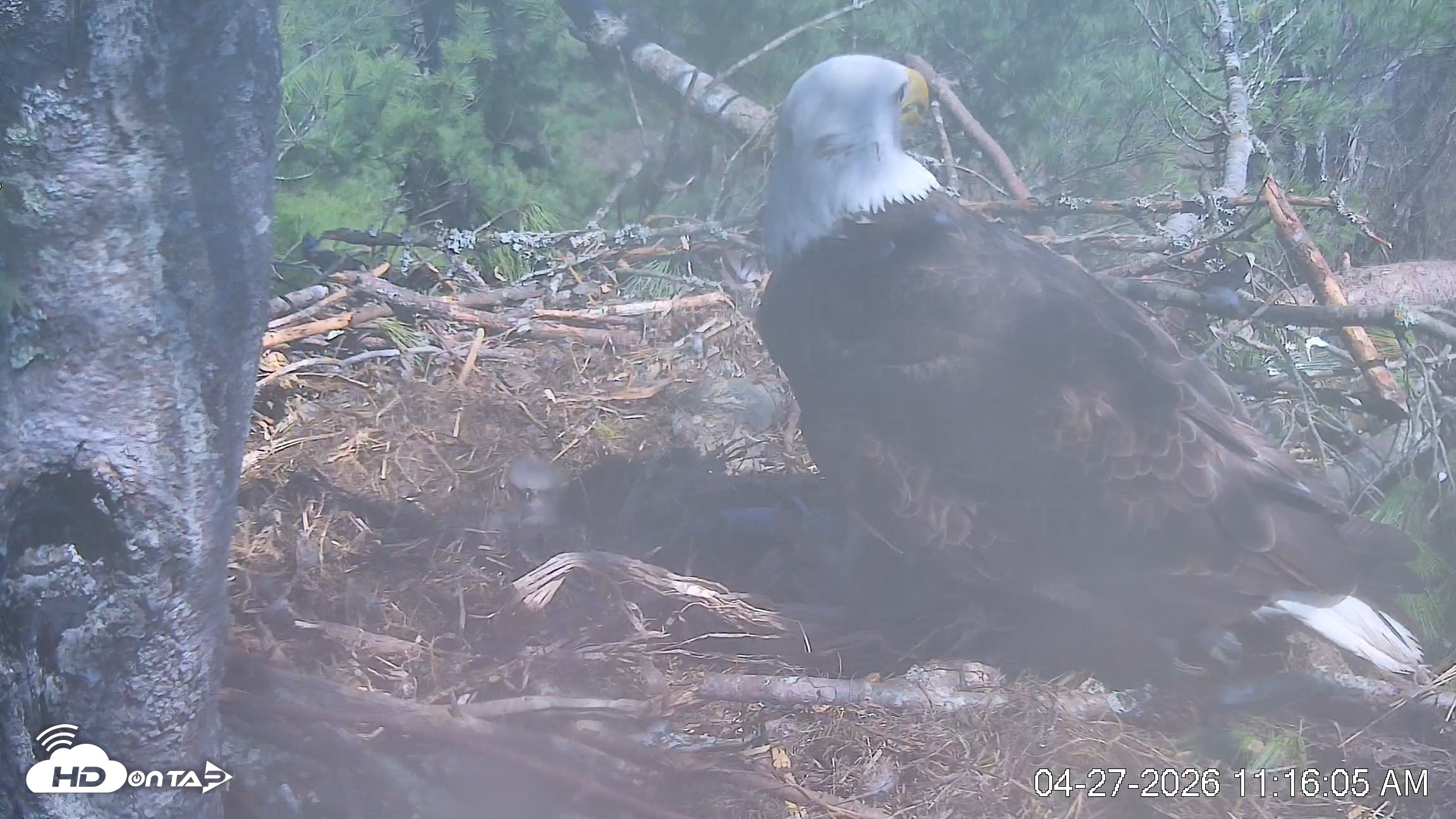 Snapshot of VINS Bald Eagles Nest Live Cams taken Apr 27, 2026, 11:16am EDT