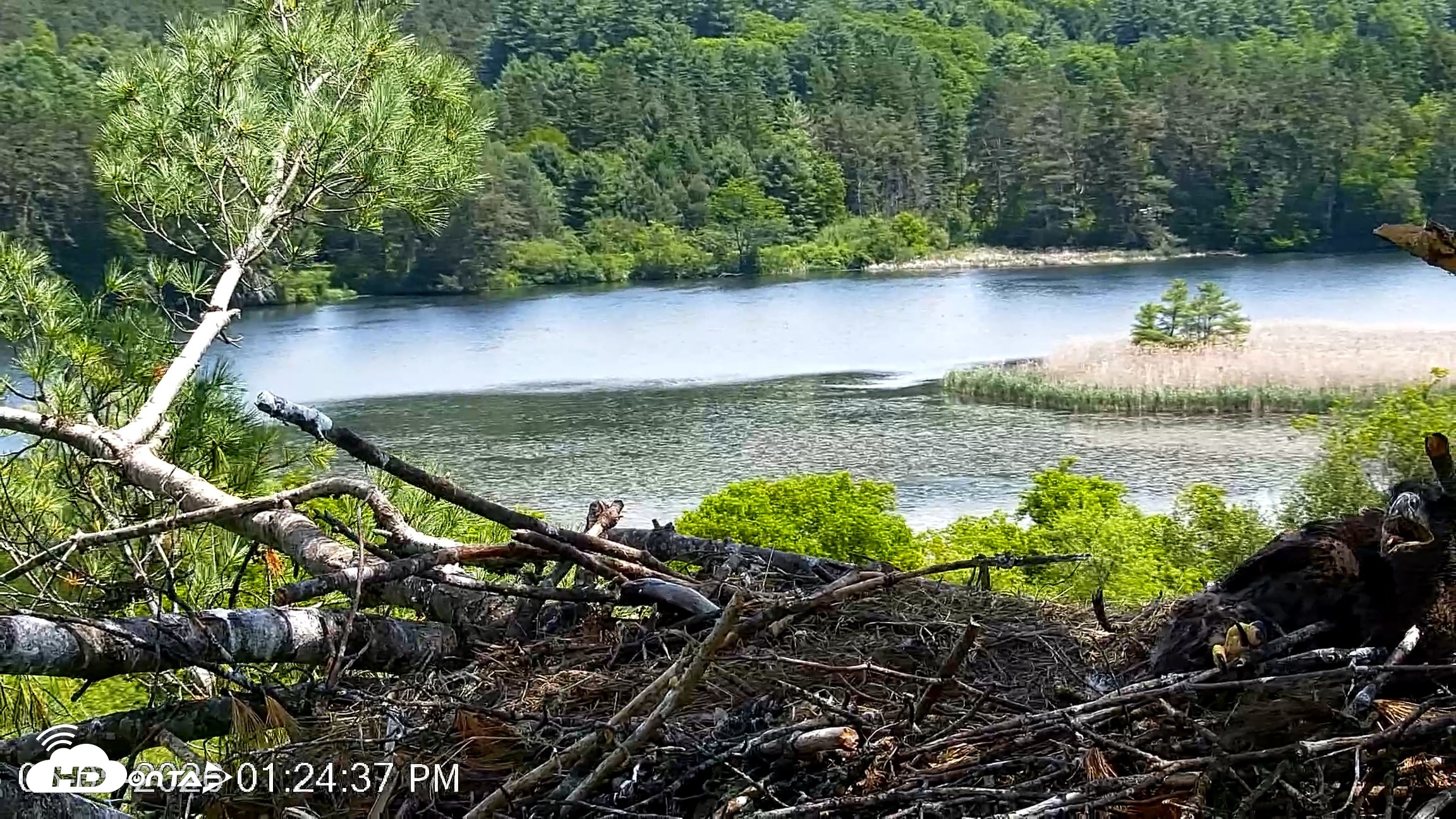 Snapshot of VINS Bald Eagles Nest Live Cams taken Jun 5, 2026, 1:25pm EDT