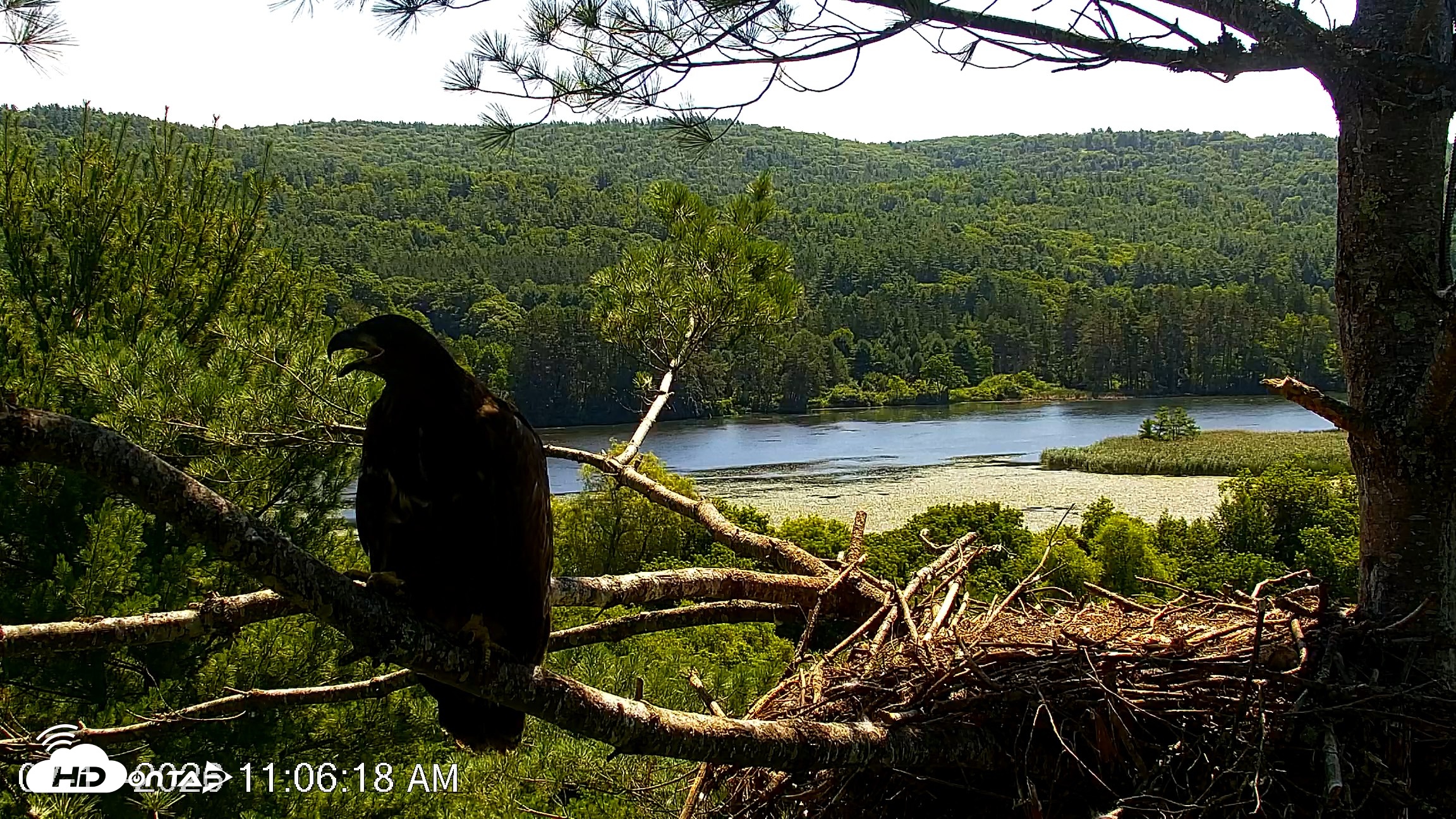 Snapshot of VINS Bald Eagles Nest Live Cams taken Jul 17, 2026, 11:07am EDT