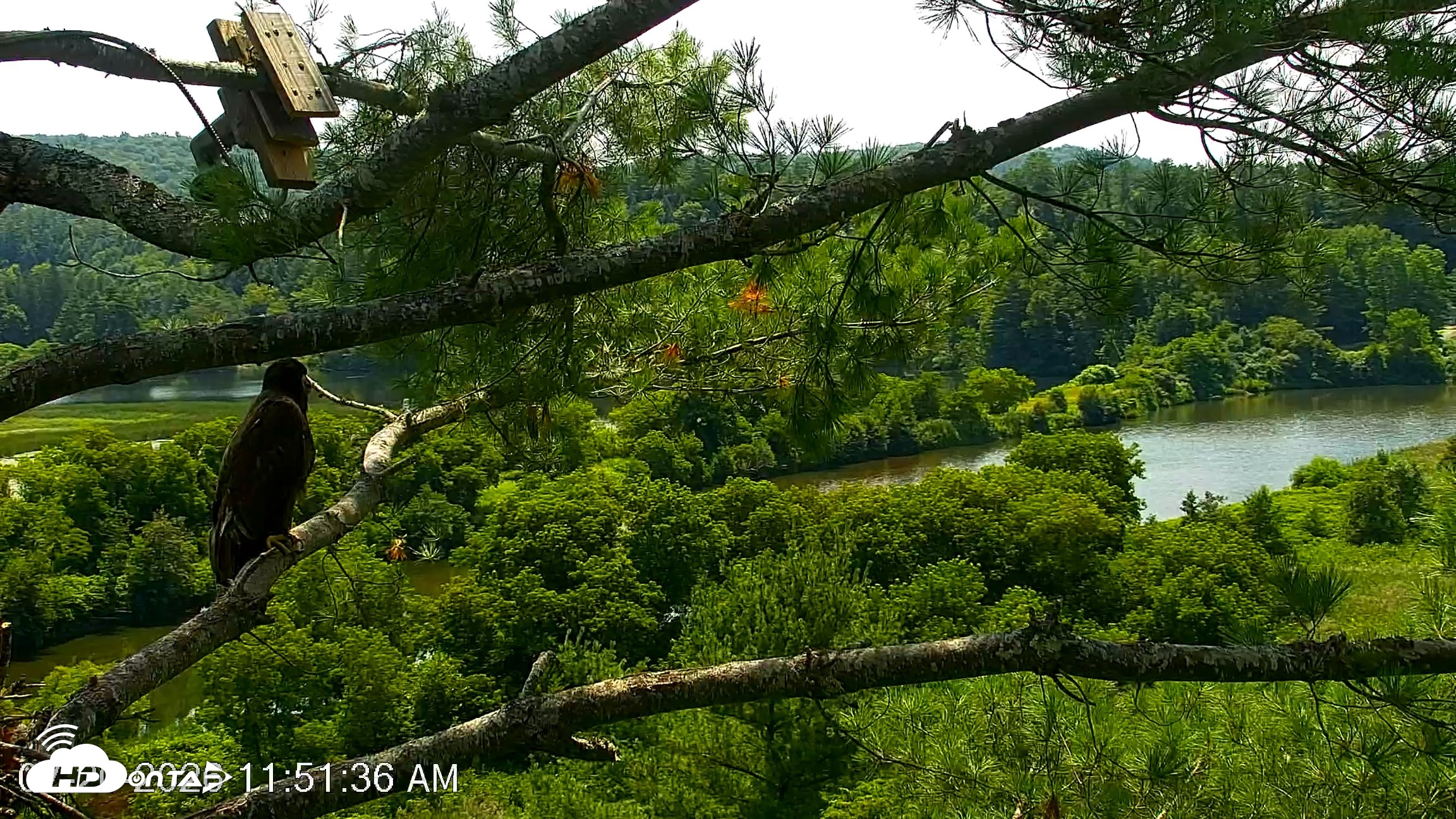 Snapshot of VINS Bald Eagles Nest Live Cams taken Jul 20, 2026, 11:51am EDT
