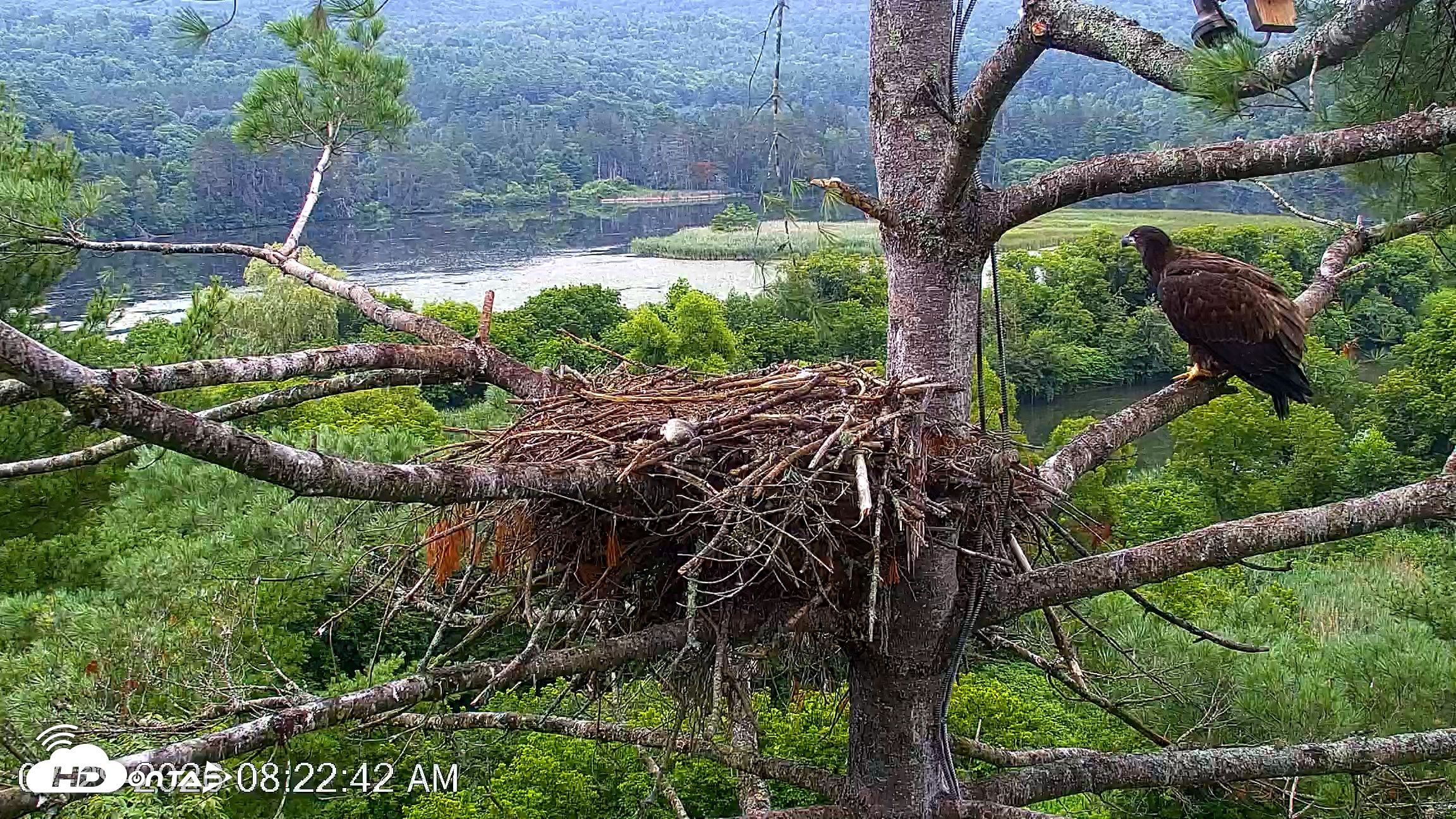 Snapshot of VINS Bald Eagles Nest Live Cams taken Jul 29, 2026, 8:23am EDT