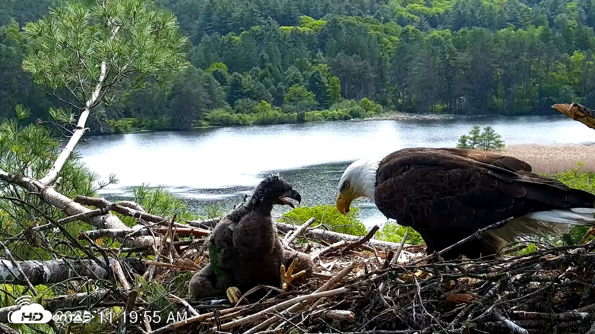 Snapshot of VINS Bald Eagles Nest Live Cams taken May 27, 2026, 11:20am EDT