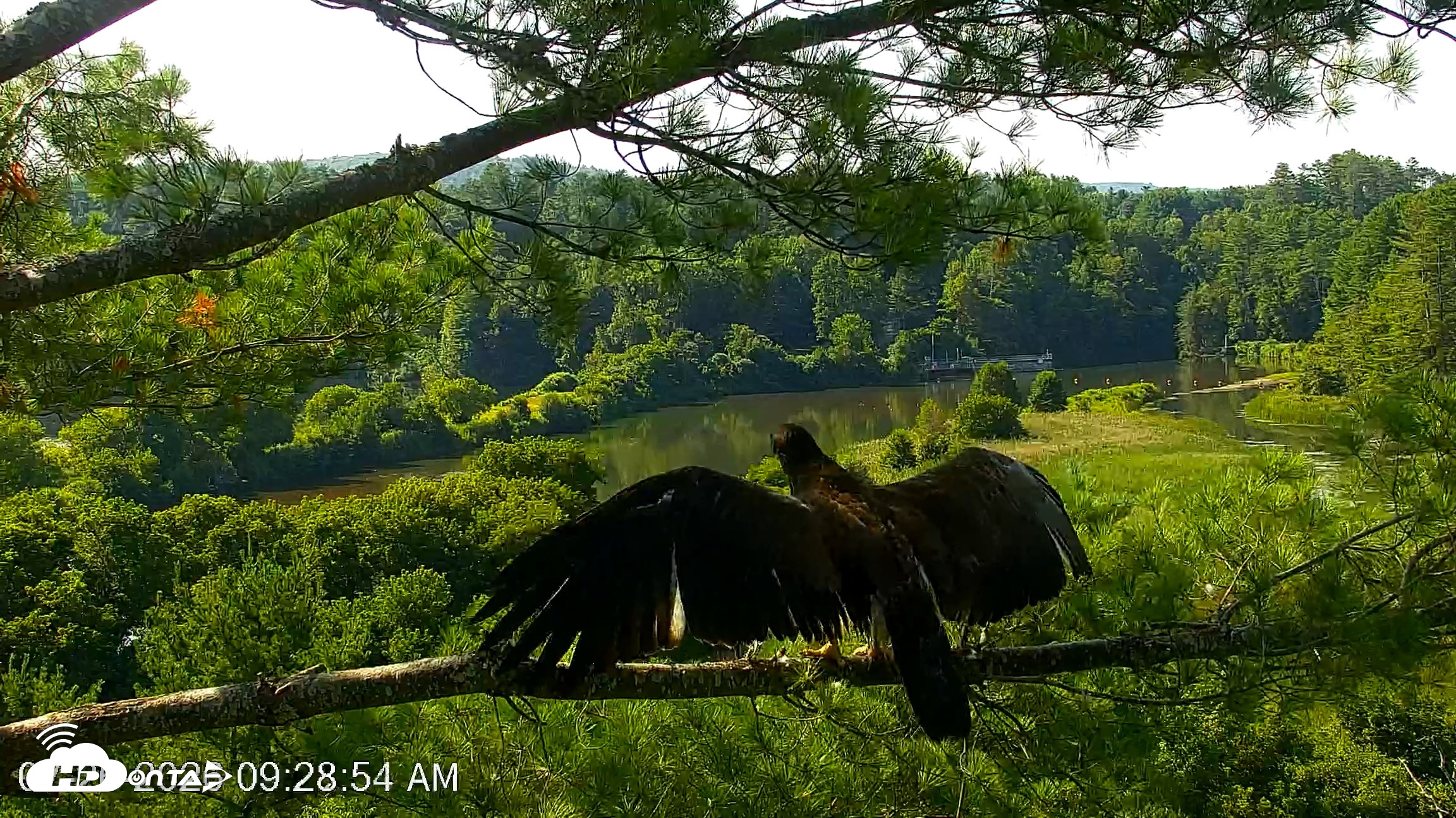 Snapshot of VINS Bald Eagles Nest Live Cams taken Jul 26, 2026, 9:29am EDT