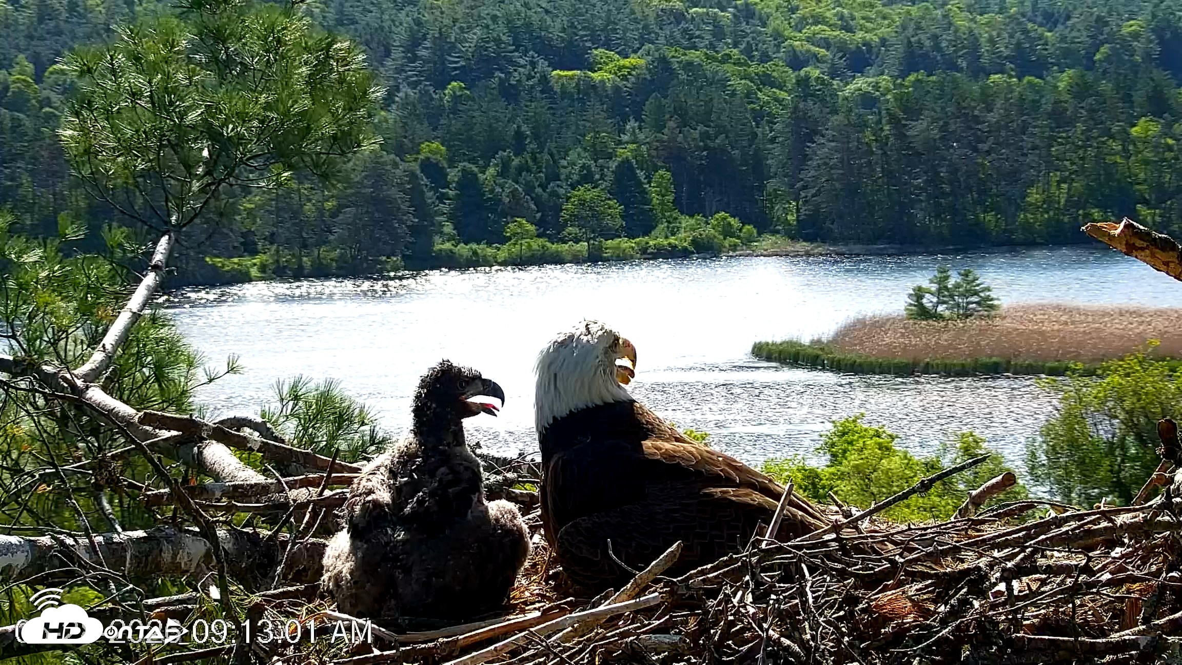 Snapshot of VINS Bald Eagles Nest Live Cams taken May 28, 2026, 9:13am EDT