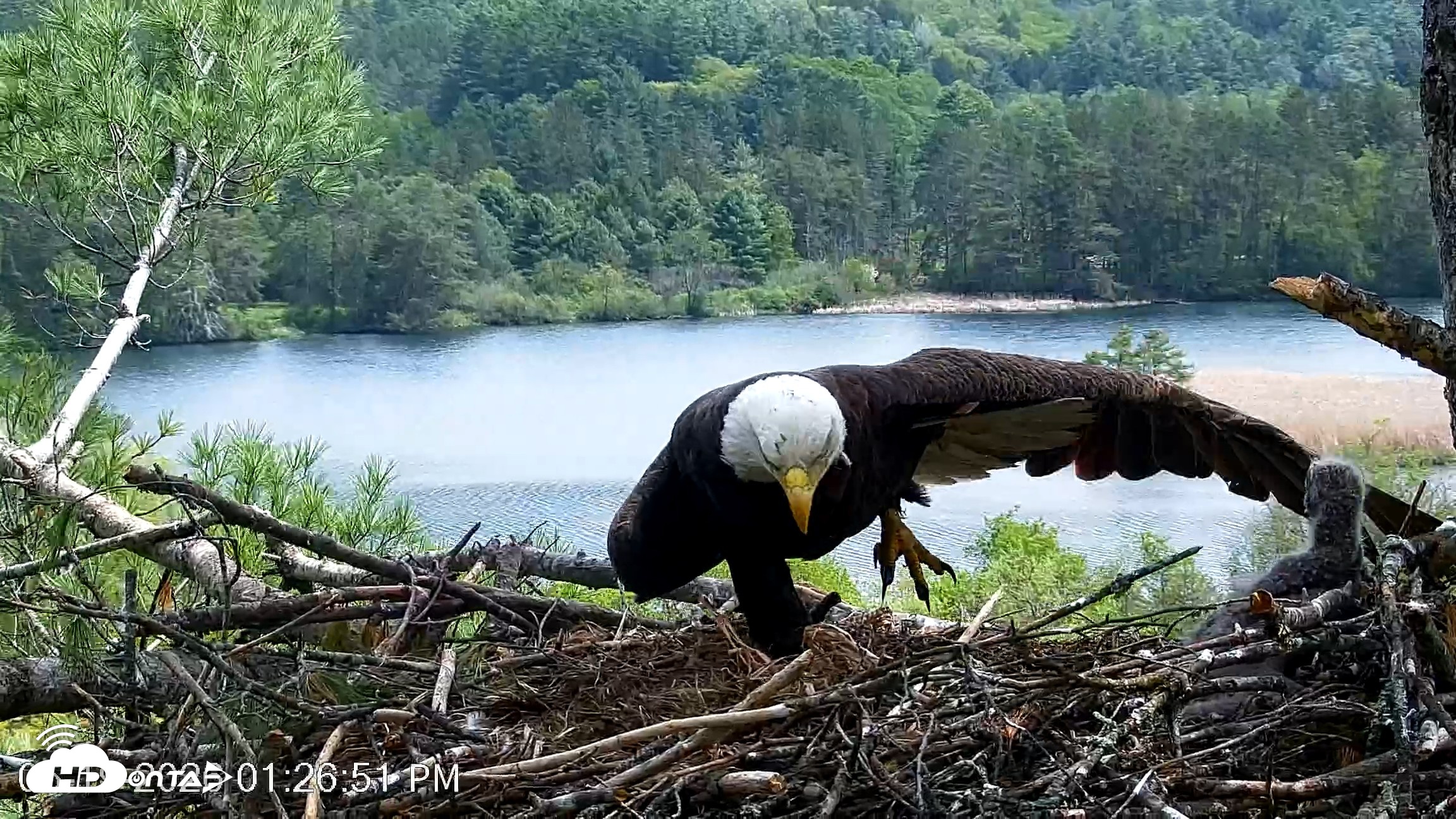 Snapshot of VINS Bald Eagles Nest Live Cams taken May 19, 2026, 1:27pm EDT