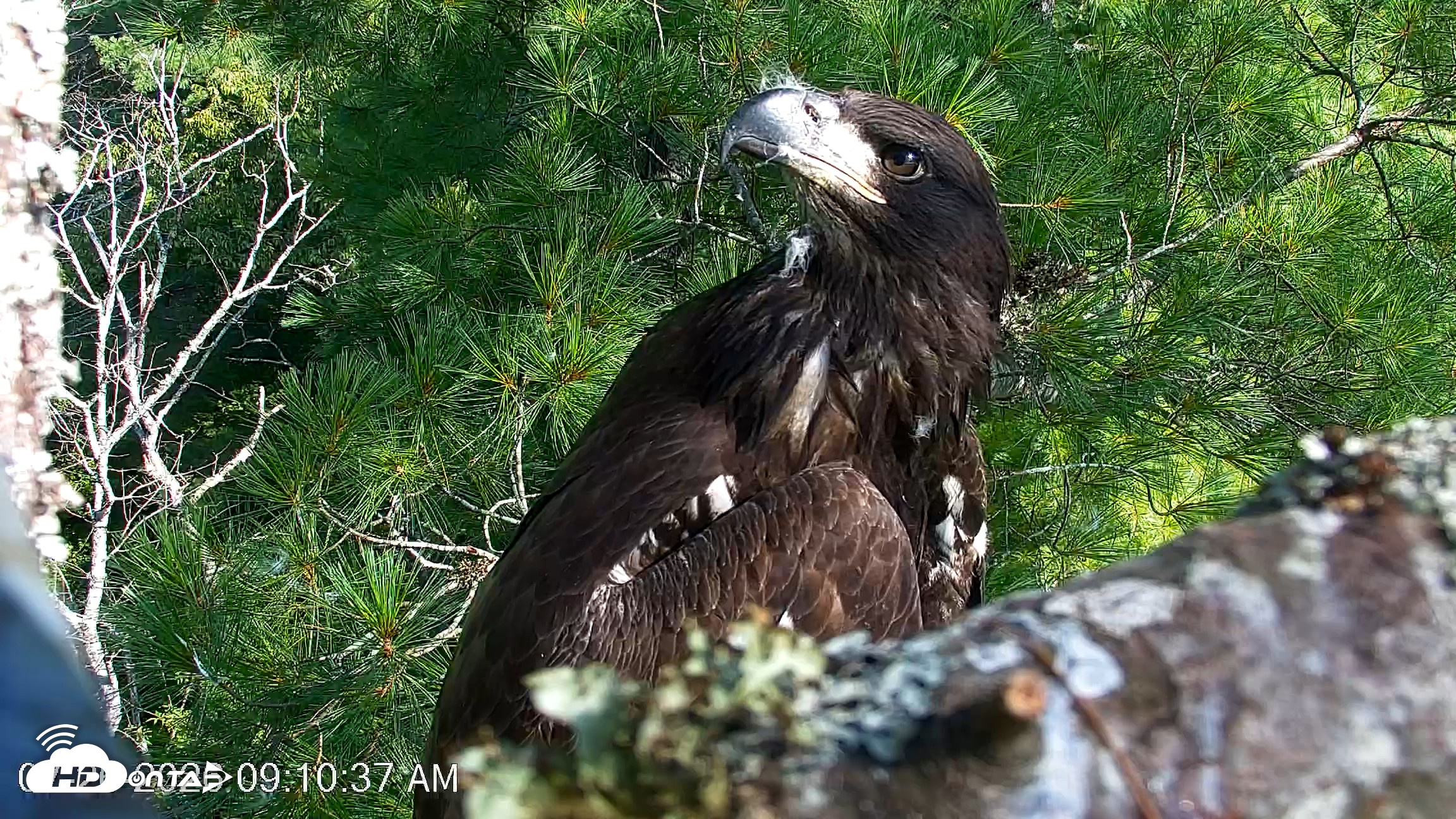 Snapshot of VINS Bald Eagles Nest Live Cams taken Jul 26, 2026, 9:10am EDT