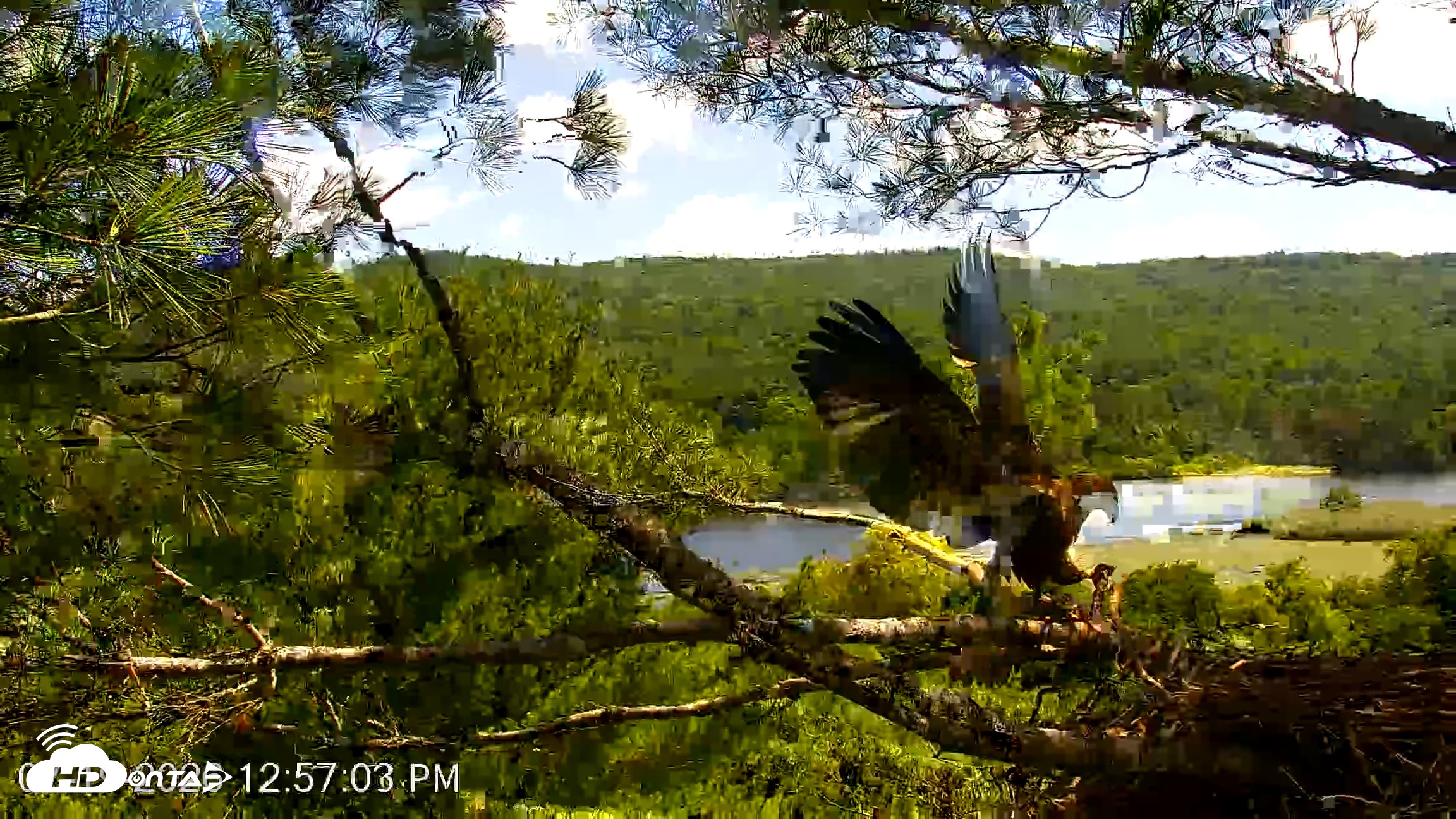 Snapshot of VINS Bald Eagles Nest Live Cams taken Jul 19, 2026, 12:58pm EDT