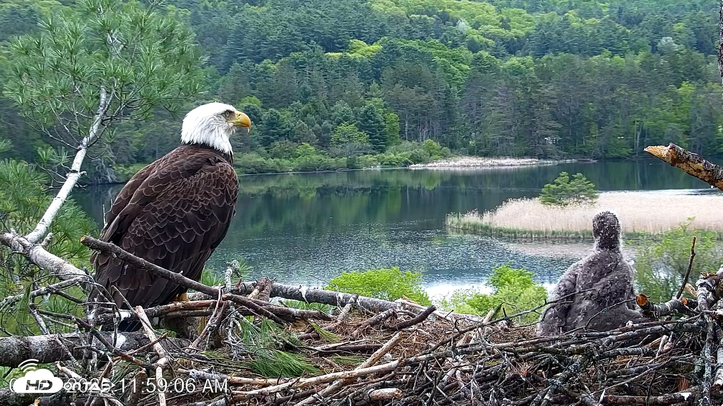 Snapshot of VINS Bald Eagles Nest Live Cams taken May 23, 2026, 11:59am EDT