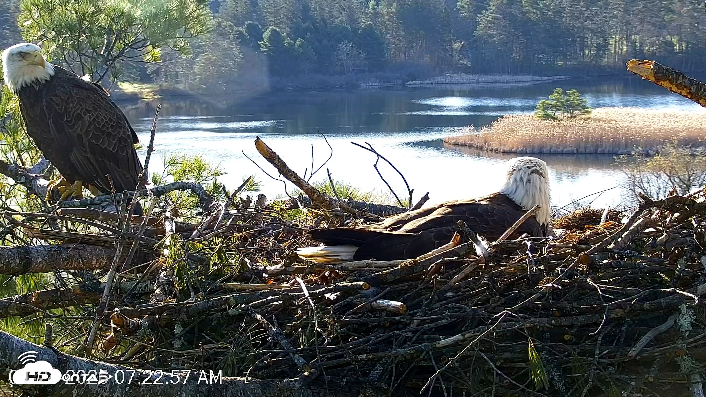 Snapshot of VINS Bald Eagles Nest Live Cams taken Apr 24, 2026, 7:23am EDT