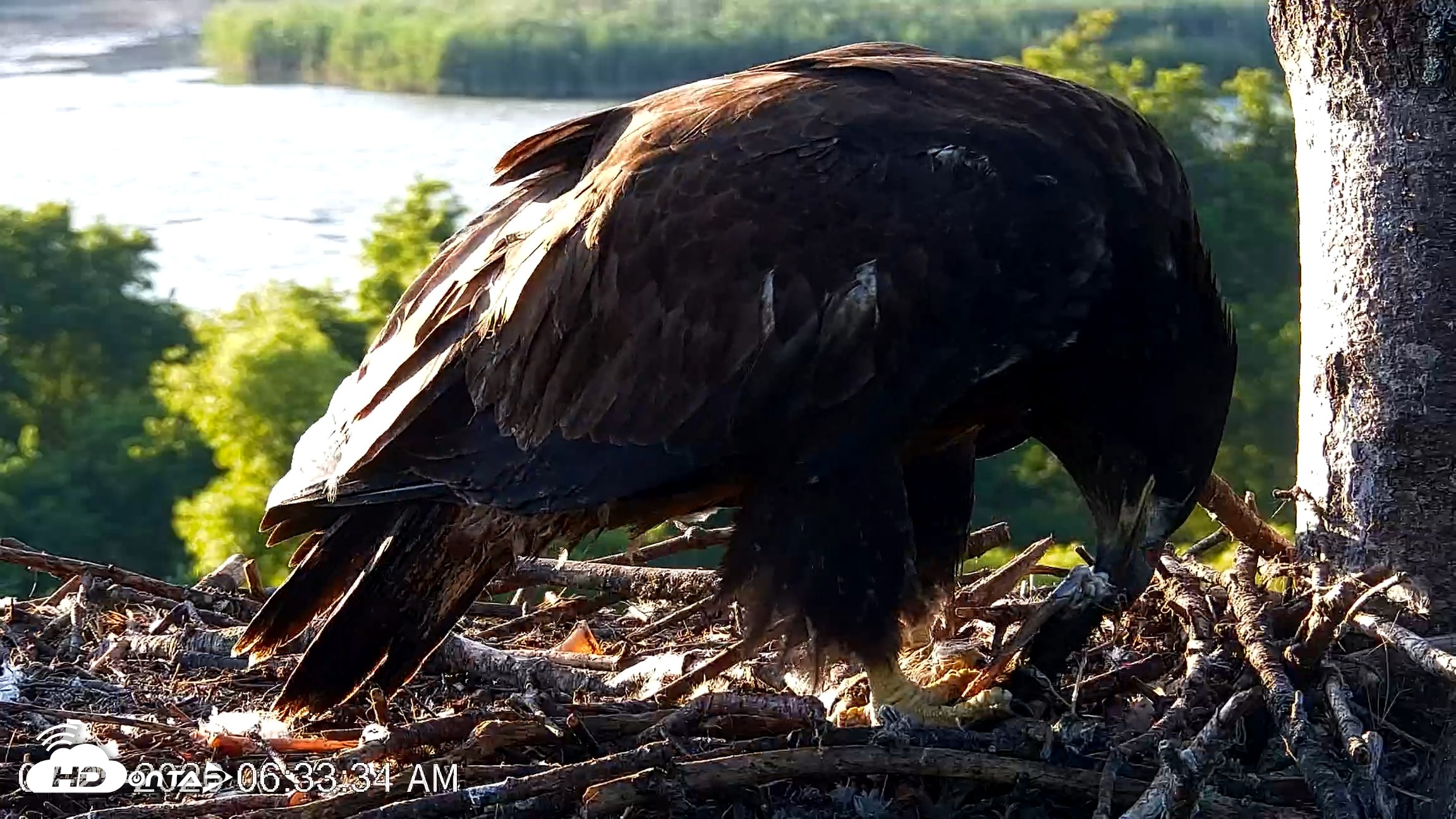Snapshot of VINS Bald Eagles Nest Live Cams taken Jul 25, 2026, 6:34am EDT
