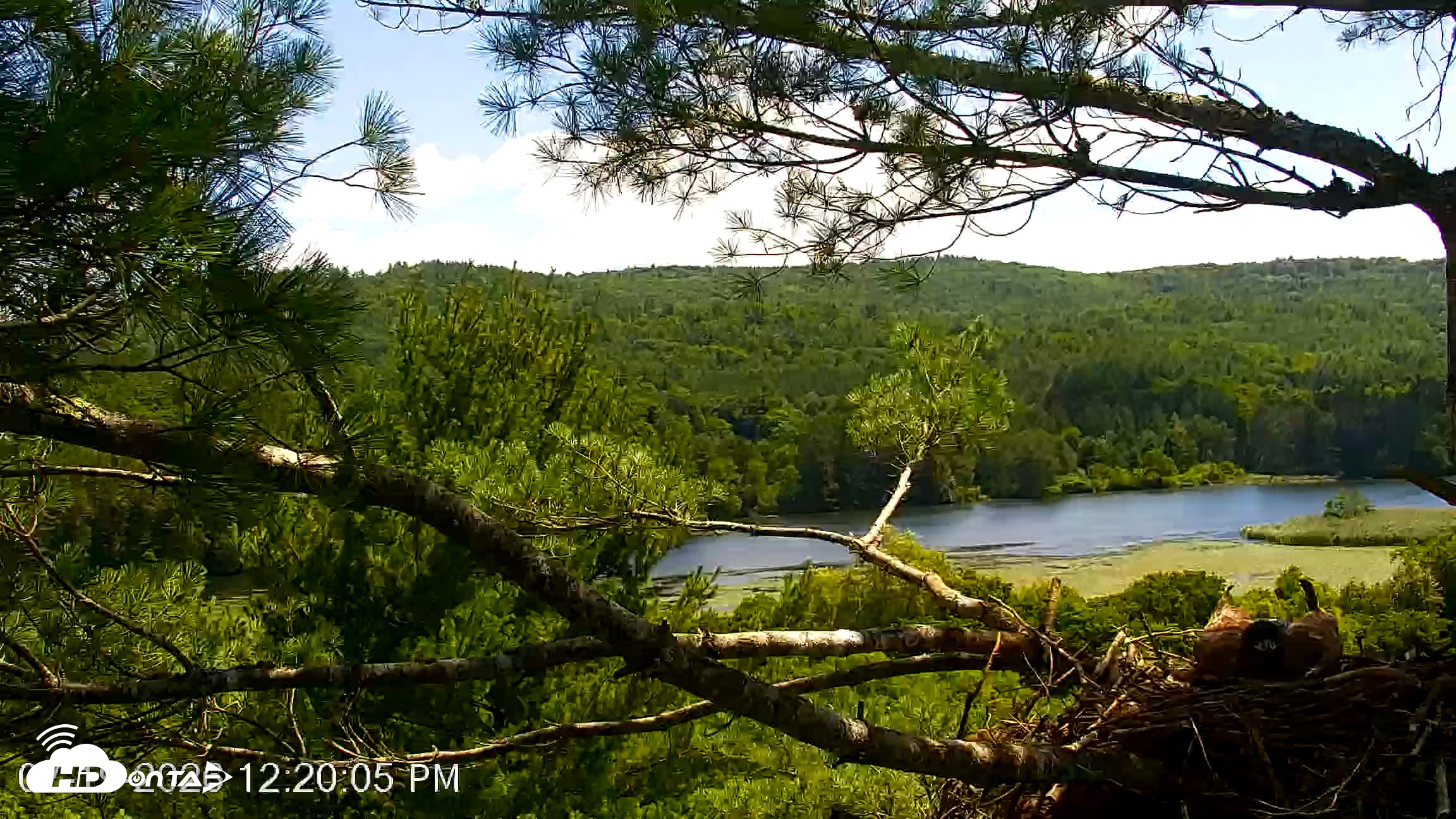 Snapshot of VINS Bald Eagles Nest Live Cams taken Jul 19, 2026, 12:21pm EDT