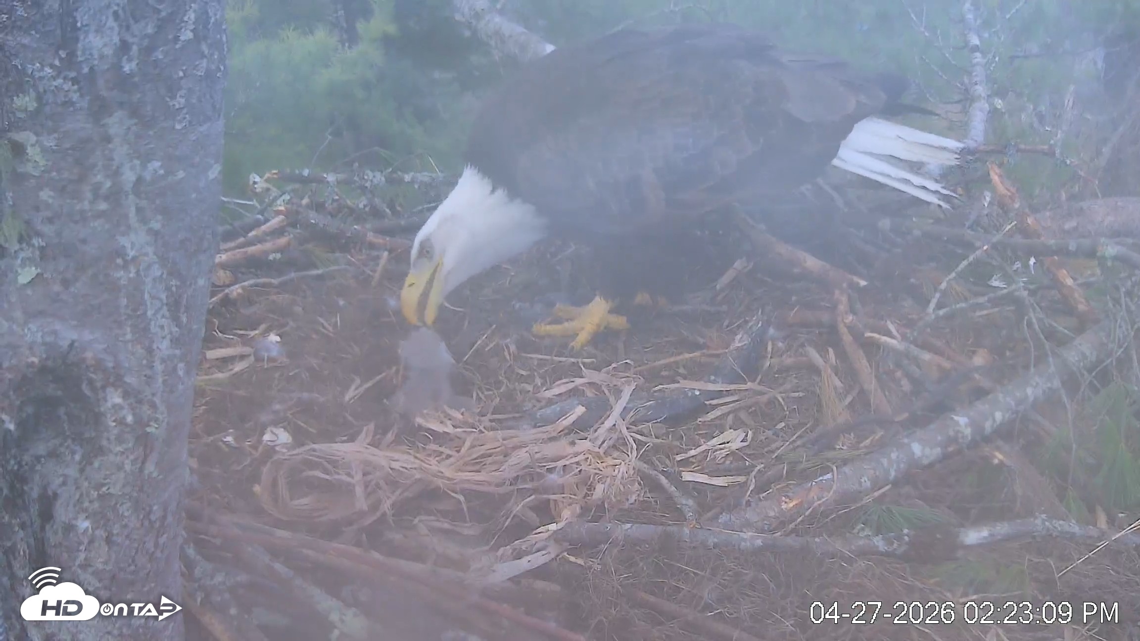 Snapshot of VINS Bald Eagles Nest Live Cams taken Apr 27, 2026, 2:23pm EDT