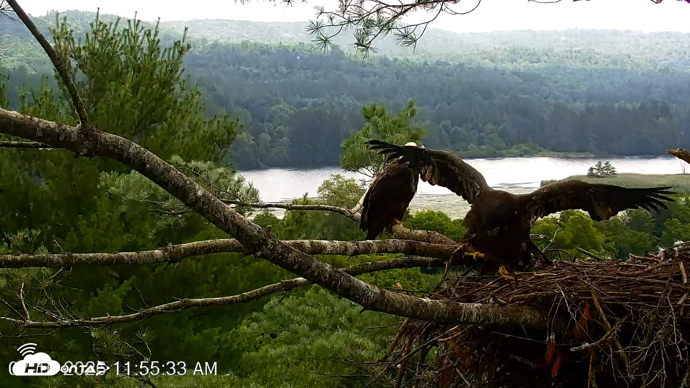 Snapshot of VINS Bald Eagles Nest Live Cams taken Jul 16, 2026, 11:56am EDT