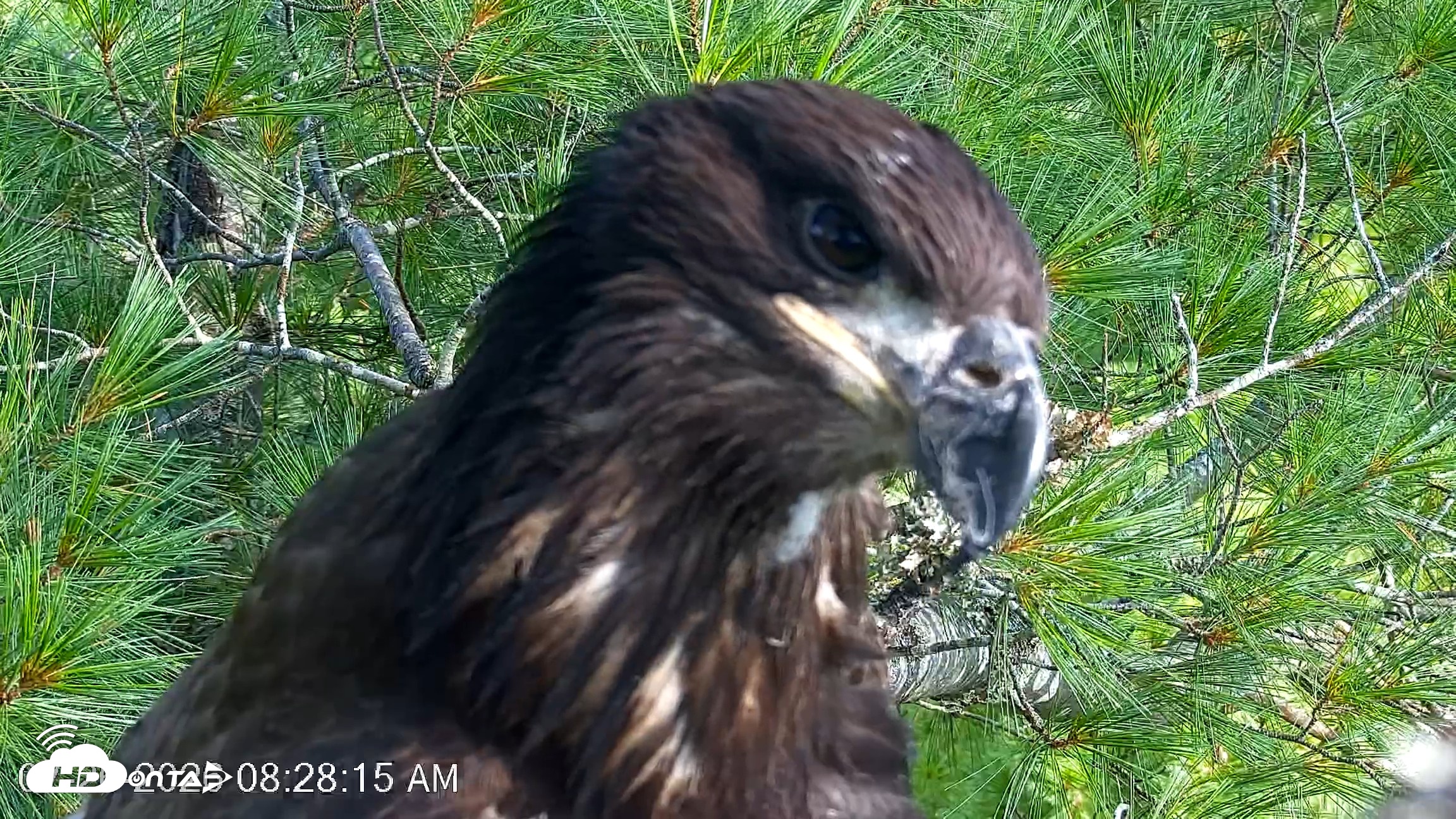 Snapshot of VINS Bald Eagles Nest Live Cams taken Jul 26, 2026, 8:29am EDT