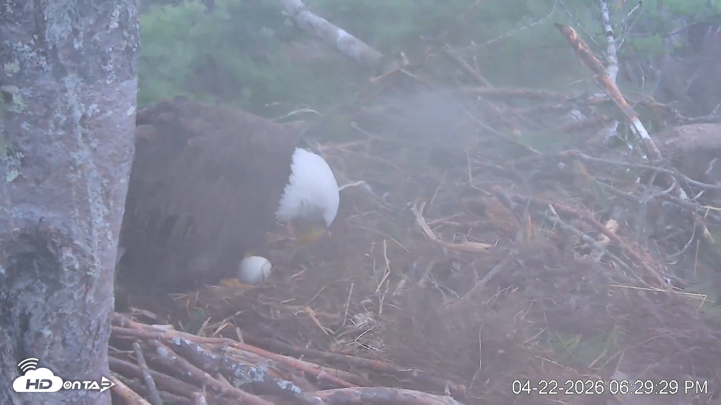 Snapshot of VINS Bald Eagles Nest Live Cams taken Apr 22, 2026, 6:30pm EDT