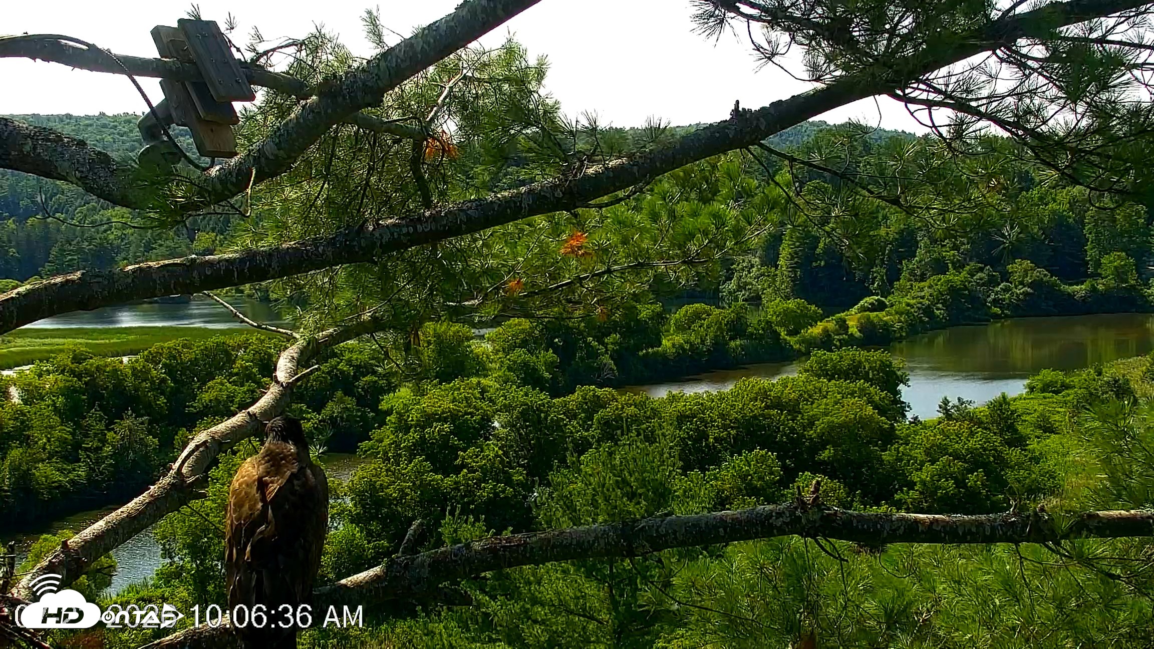 Snapshot of VINS Bald Eagles Nest Live Cams taken Jul 23, 2026, 10:07am EDT