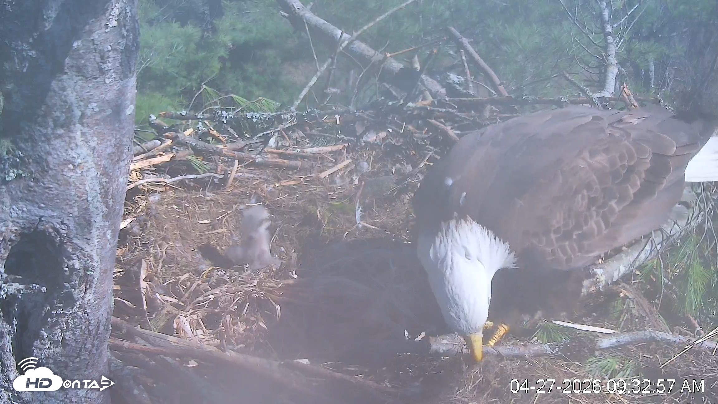 Snapshot of VINS Bald Eagles Nest Live Cams taken Apr 27, 2026, 9:33am EDT