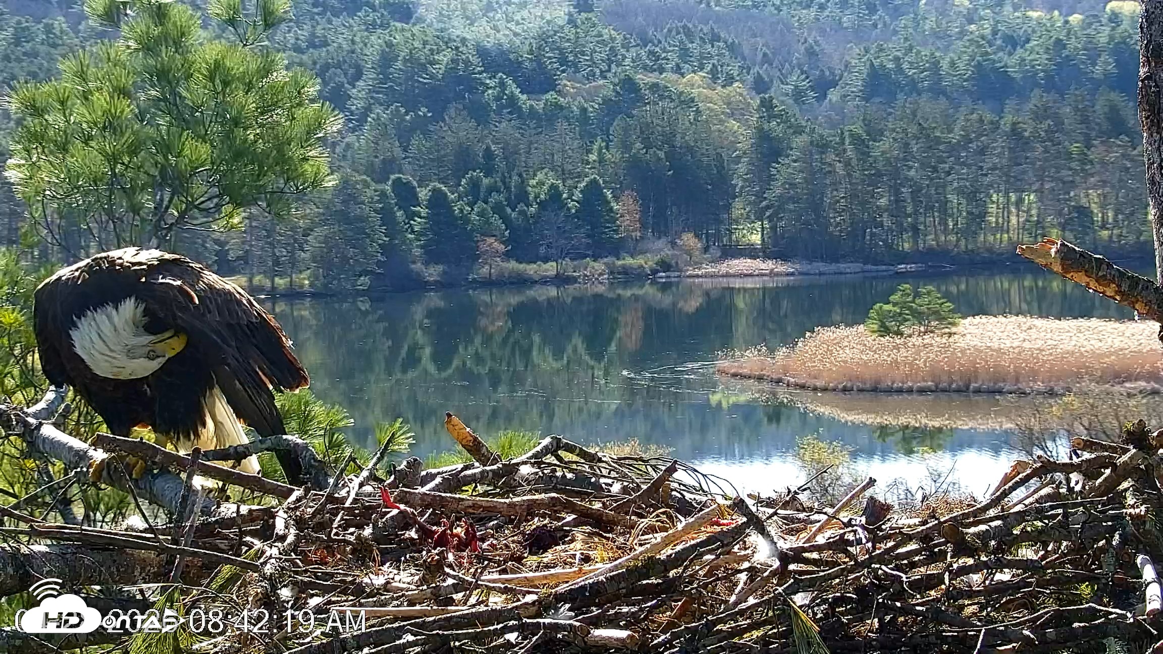 Snapshot of VINS Bald Eagles Nest Live Cams taken Apr 28, 2026, 8:42am EDT