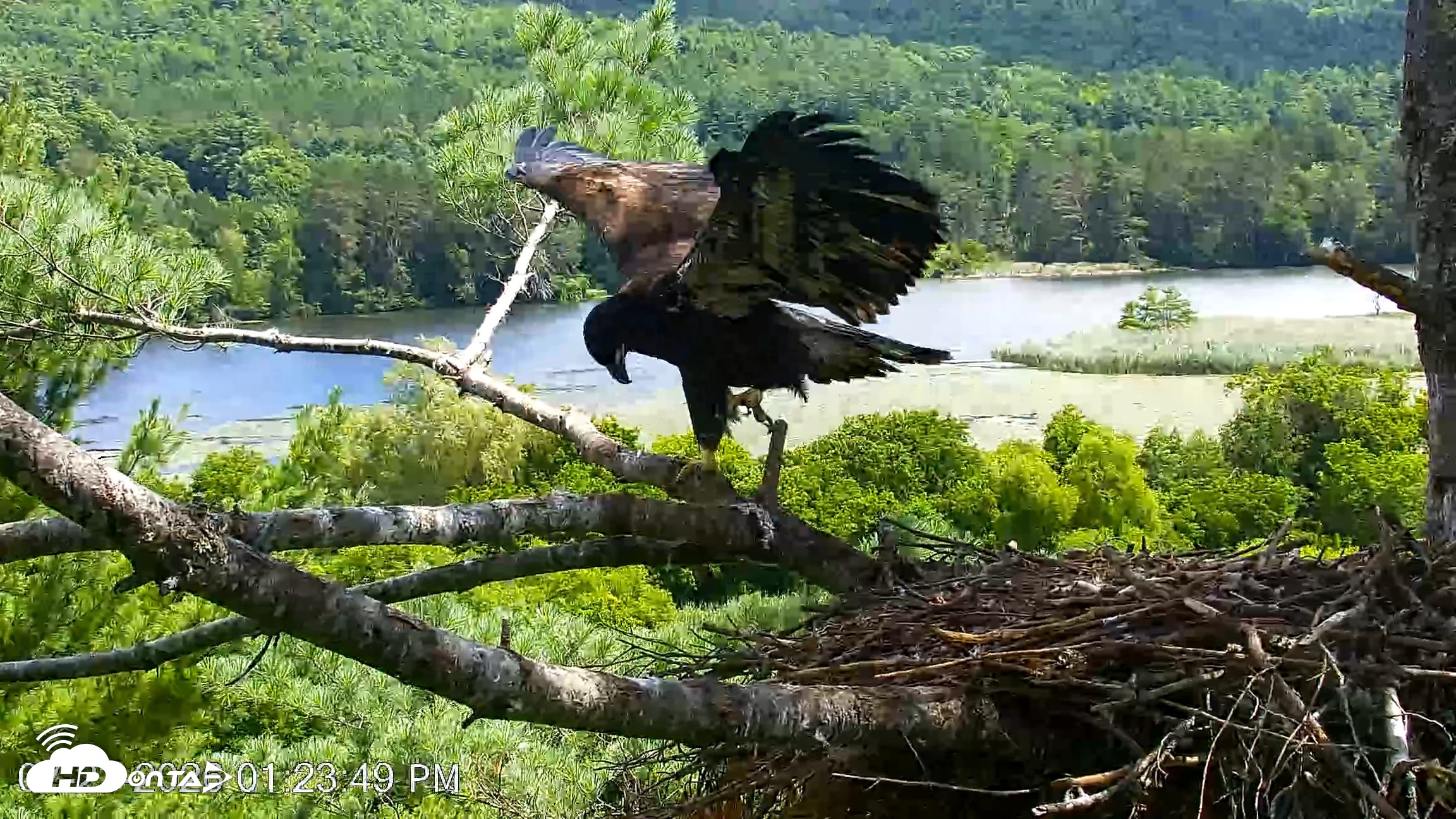 Snapshot of VINS Bald Eagles Nest Live Cams taken Jul 23, 2026, 1:24pm EDT