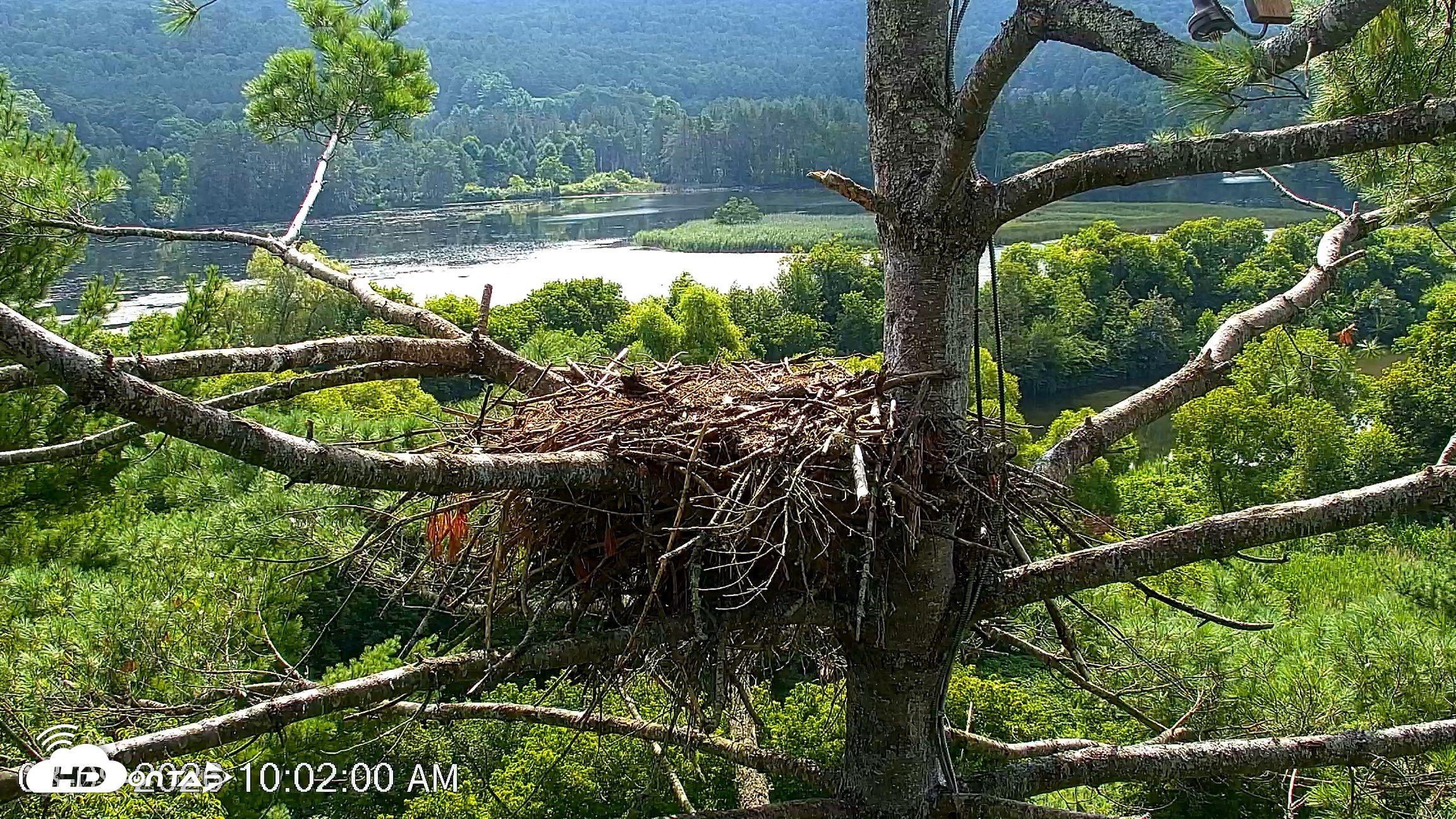 Snapshot of VINS Bald Eagles Nest Live Cams taken Aug 9, 2026, 10:02am EDT