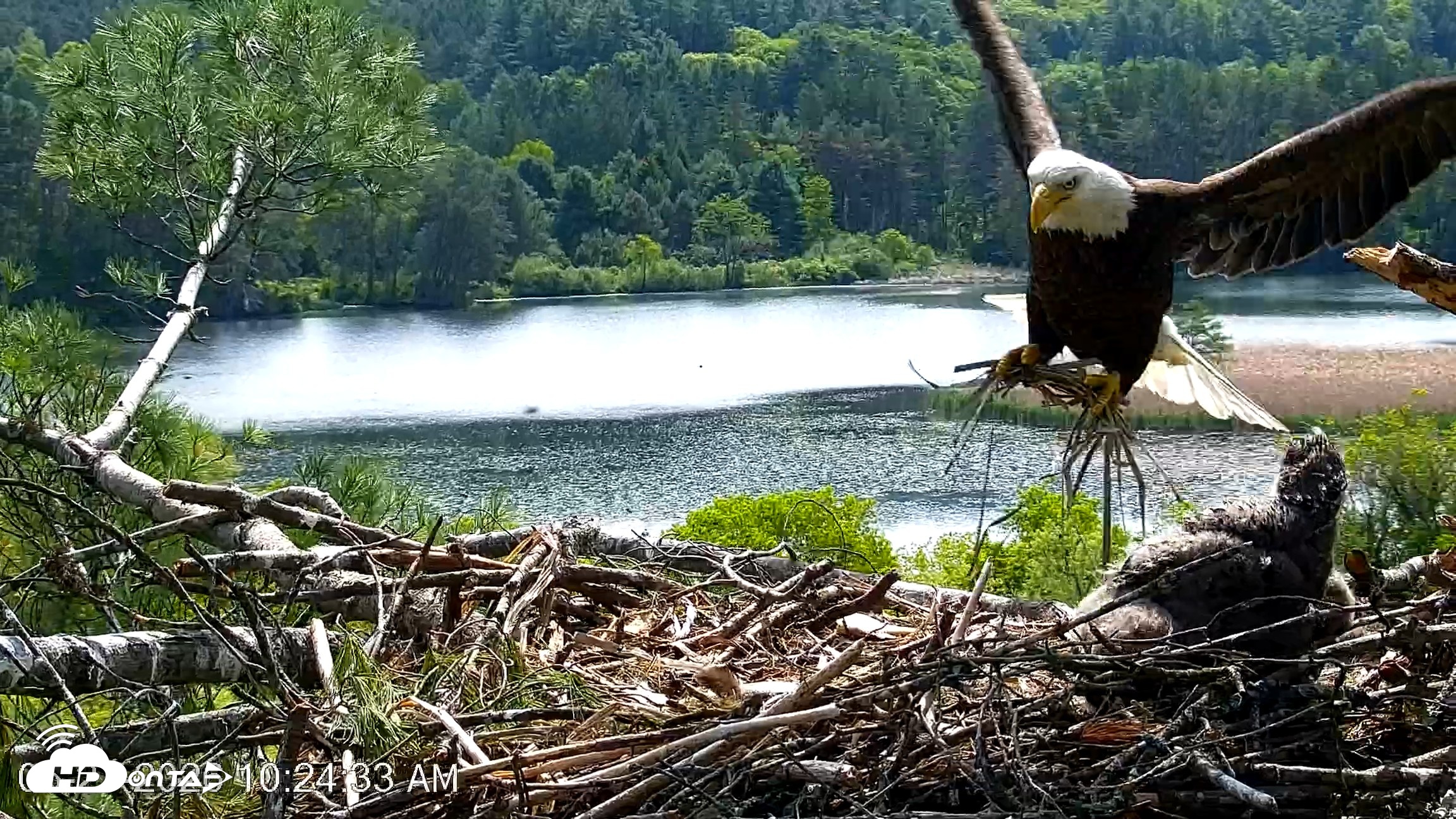 Snapshot of VINS Bald Eagles Nest Live Cams taken May 27, 2026, 10:25am EDT