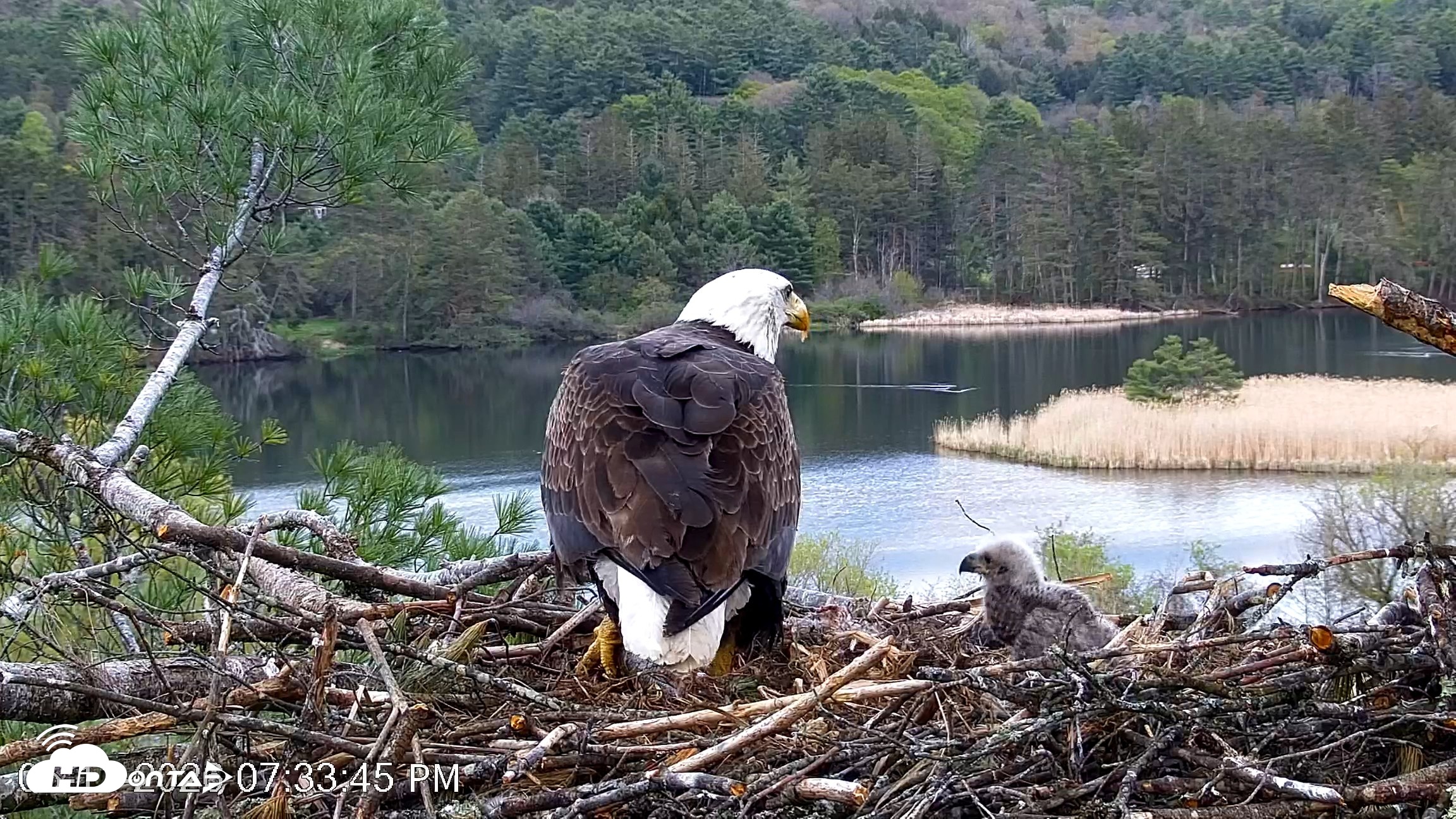 Snapshot of VINS Bald Eagles Nest Live Cams taken May 11, 2026, 7:34pm EDT