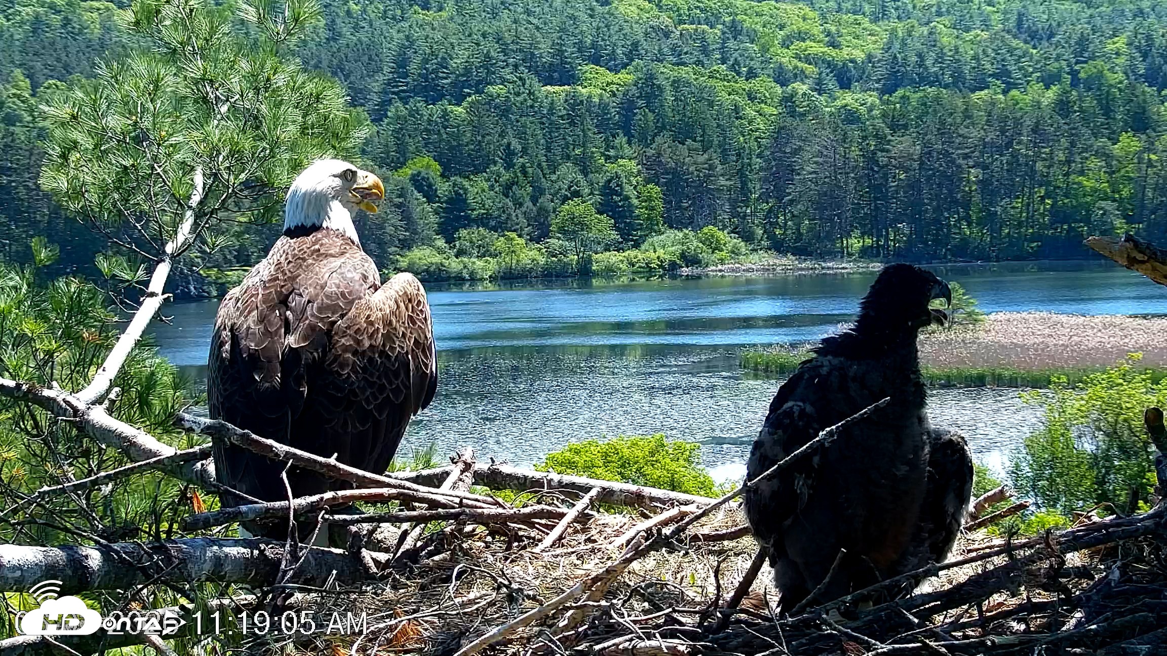 Snapshot of VINS Bald Eagles Nest Live Cams taken Jun 3, 2026, 11:19am EDT