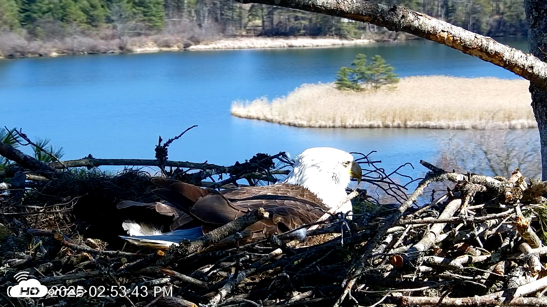 Snapshot of VINS Bald Eagles Nest Live Cams taken Apr 8, 2026, 2:54pm EDT