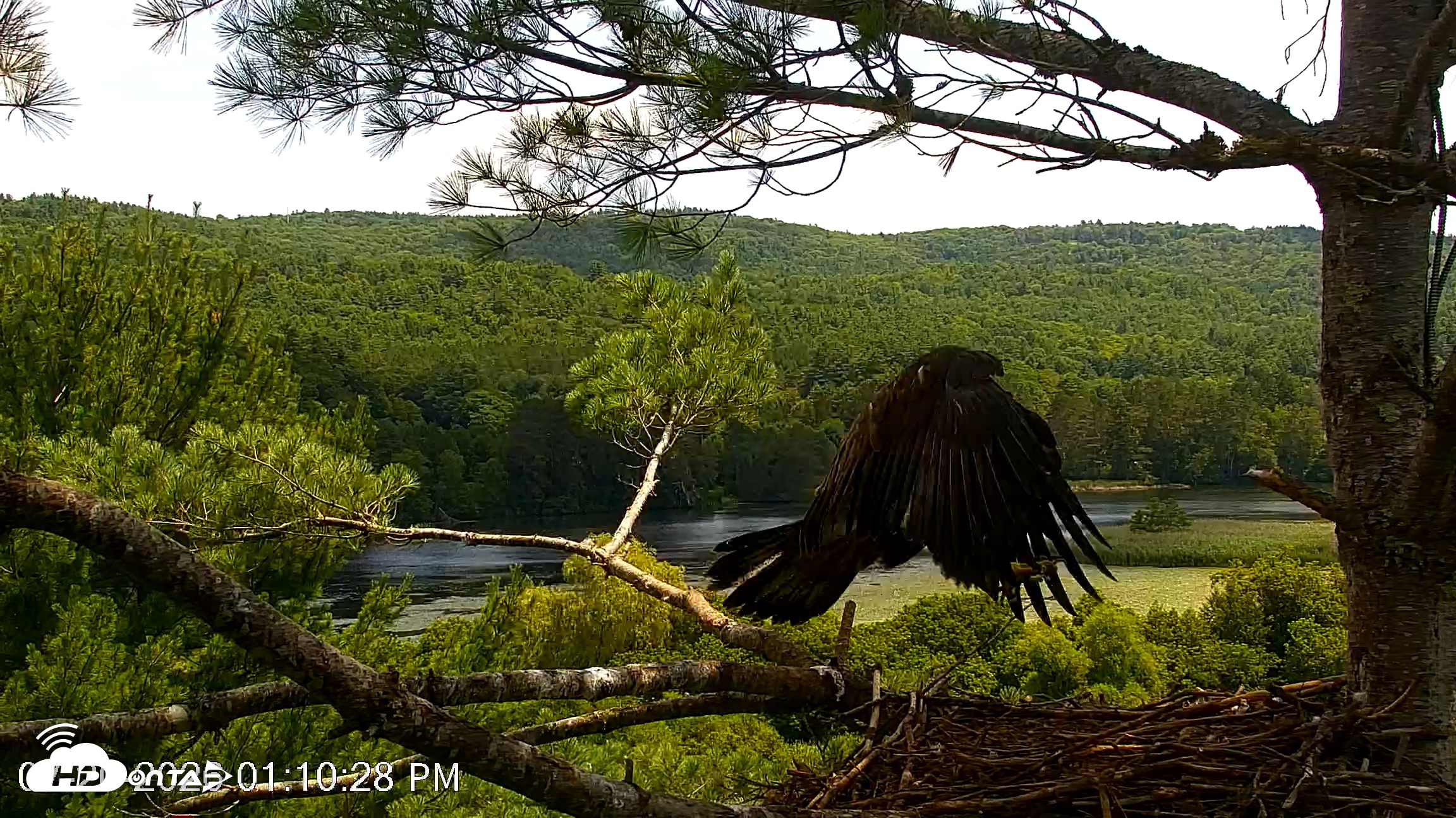 Snapshot of VINS Bald Eagles Nest Live Cams taken Jul 20, 2026, 1:11pm EDT