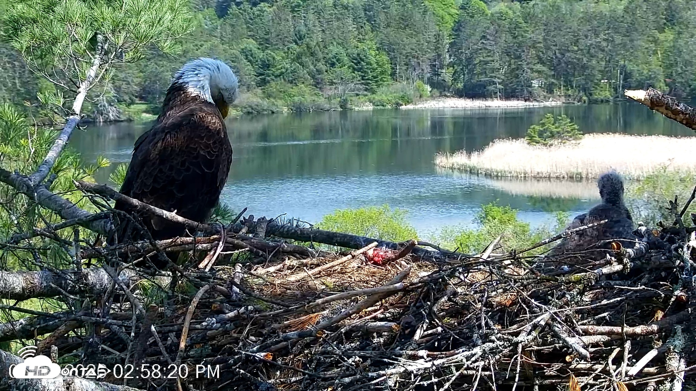 Snapshot of VINS Bald Eagles Nest Live Cams taken May 18, 2026, 2:59pm EDT