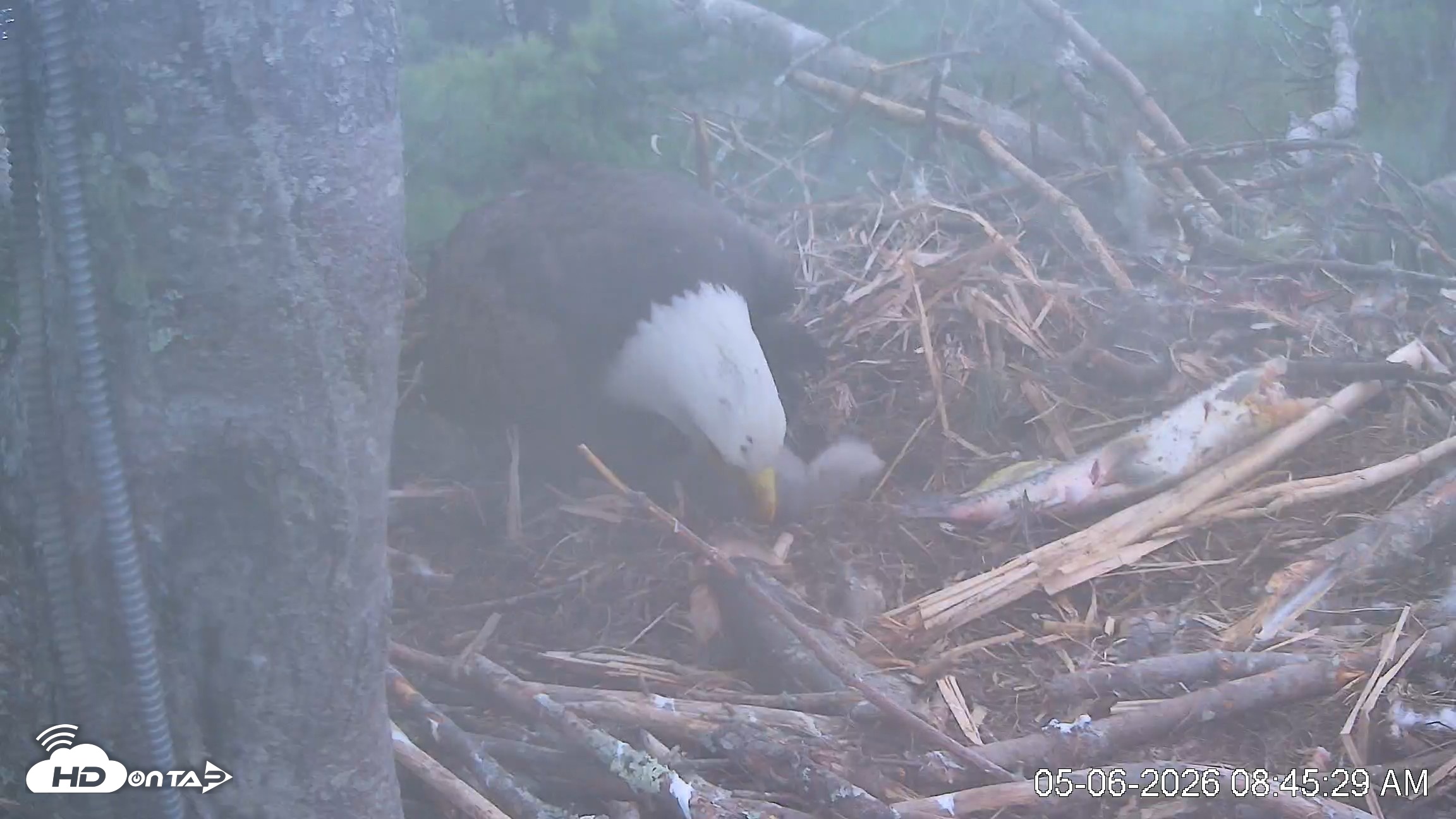 Snapshot of VINS Bald Eagles Nest Live Cams taken May 6, 2026, 8:46am EDT