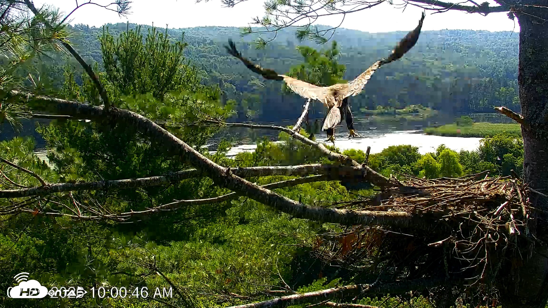 Snapshot of VINS Bald Eagles Nest Live Cams taken Jul 25, 2026, 10:02am EDT