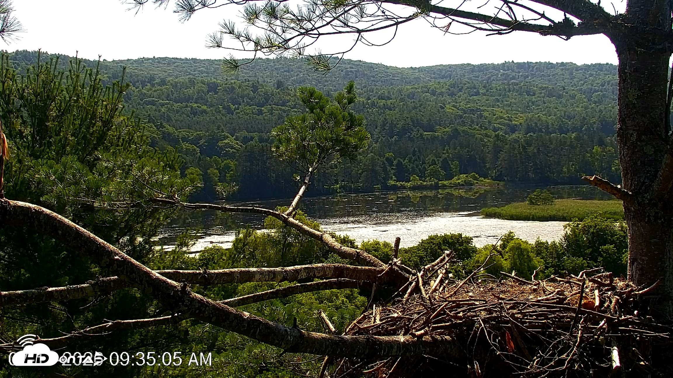 Snapshot of VINS Bald Eagles Nest Live Cams taken Jul 17, 2026, 9:35am EDT