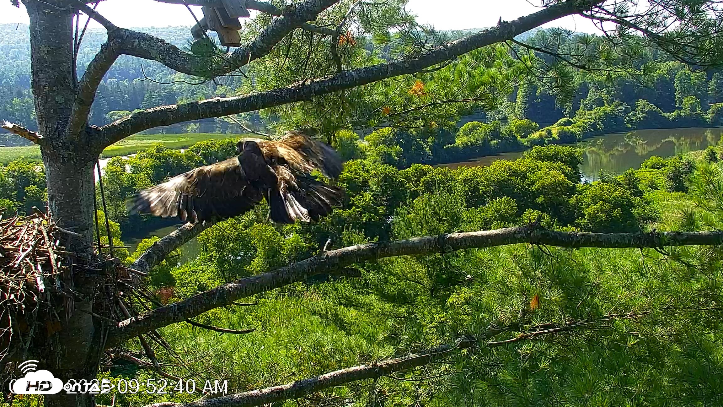 Snapshot of VINS Bald Eagles Nest Live Cams taken Jul 25, 2026, 9:54am EDT