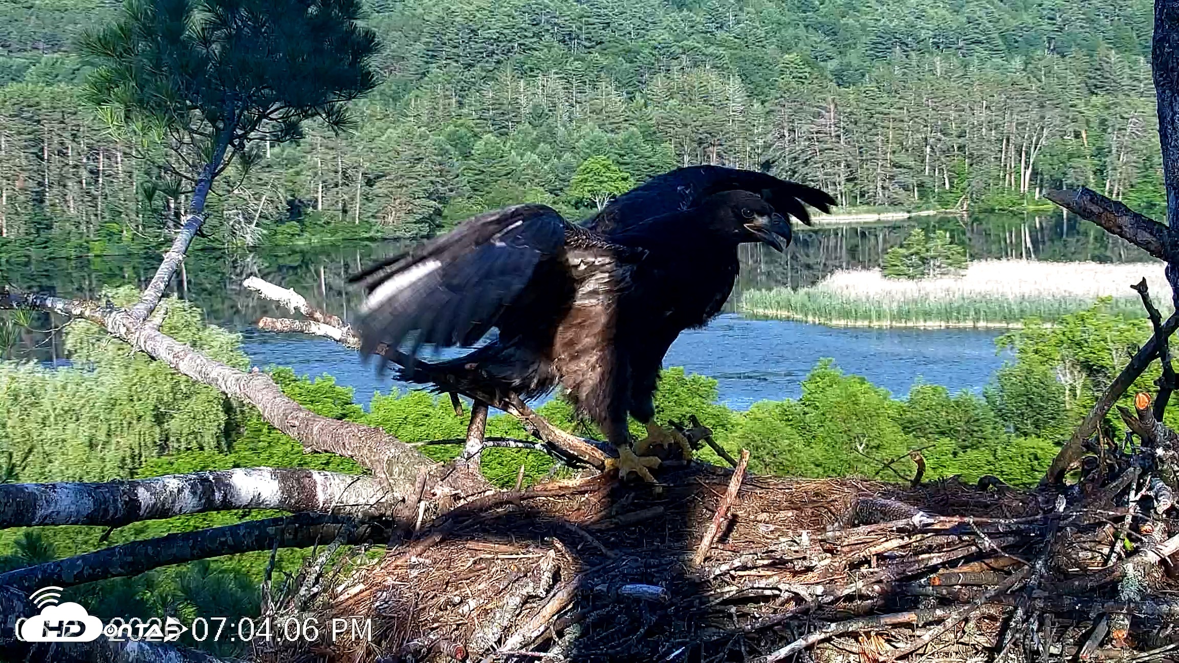 Snapshot of VINS Bald Eagles Nest Live Cams taken Jun 27, 2026, 7:06pm EDT