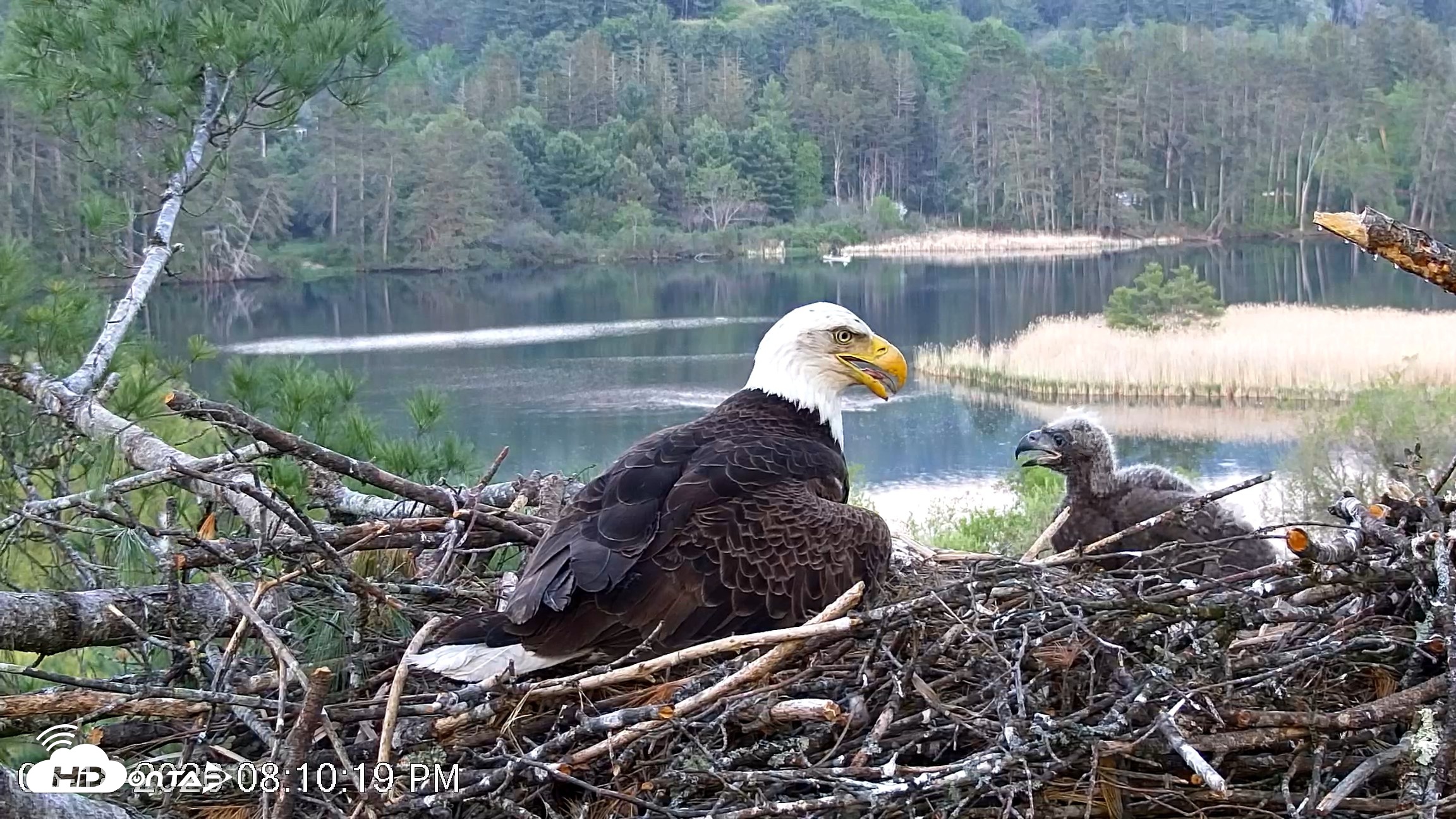 Snapshot of VINS Bald Eagles Nest Live Cams taken May 18, 2026, 8:11pm EDT