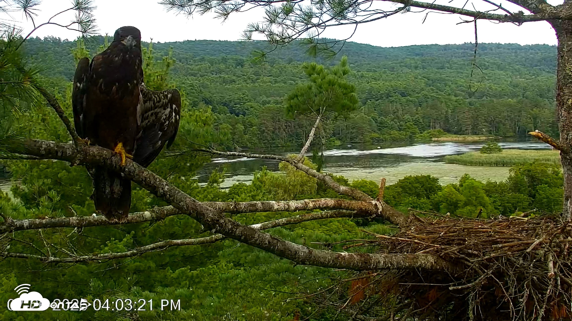 Snapshot of VINS Bald Eagles Nest Live Cams taken Jul 26, 2026, 4:04pm EDT