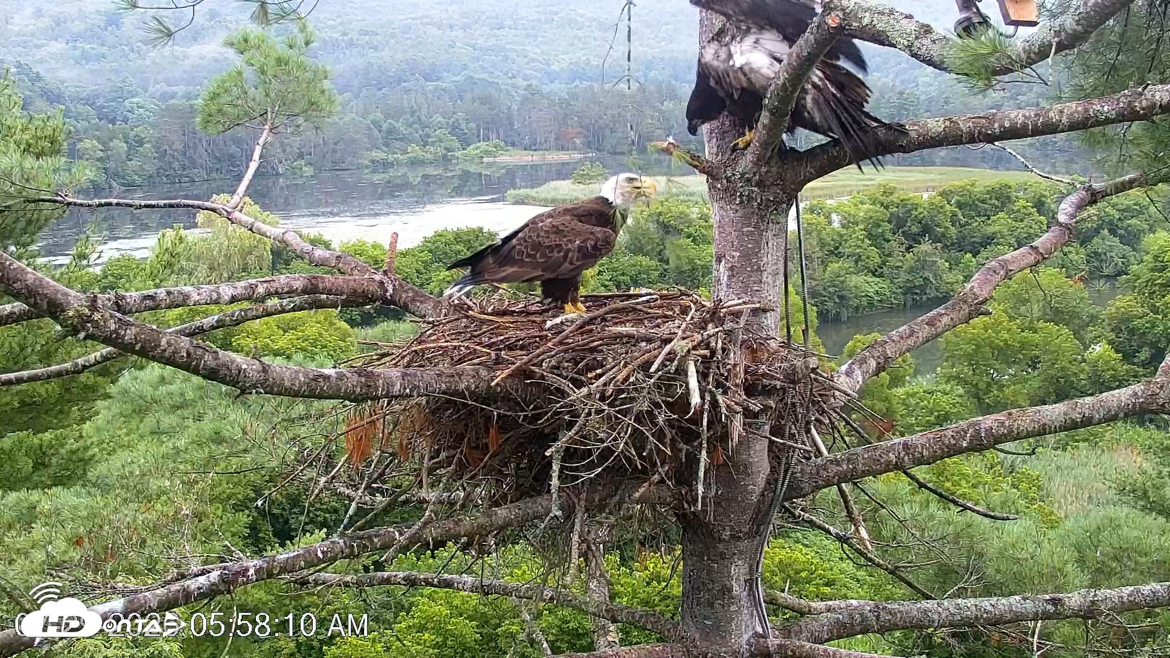 Snapshot of VINS Bald Eagles Nest Live Cams taken Jul 29, 2026, 5:58am EDT