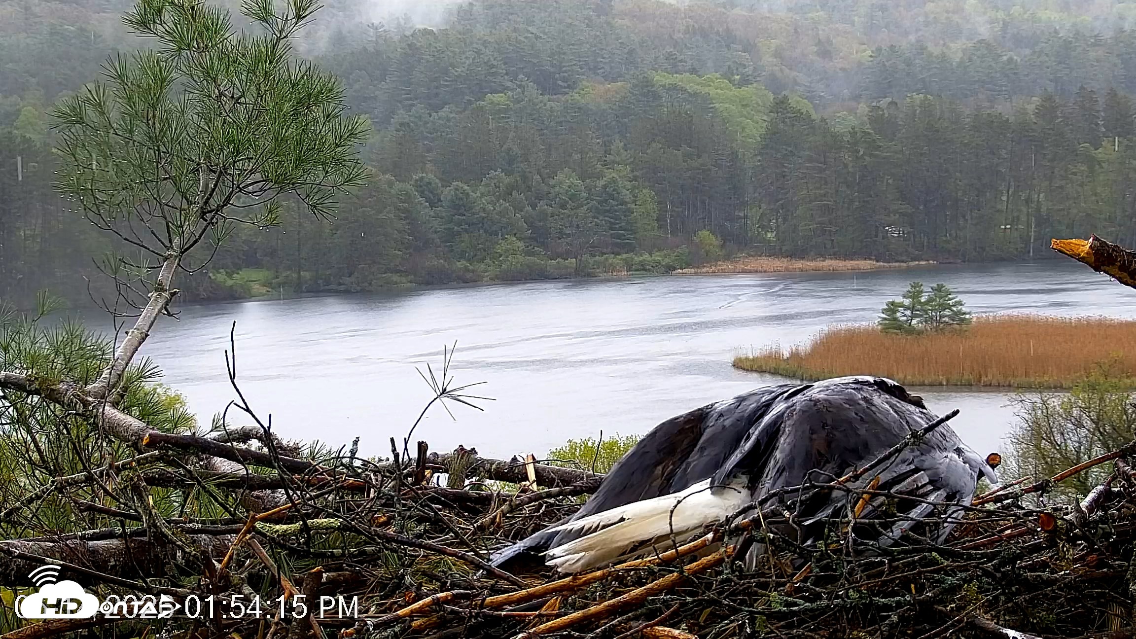 Snapshot of VINS Bald Eagles Nest Live Cams taken May 14, 2026, 1:54pm EDT