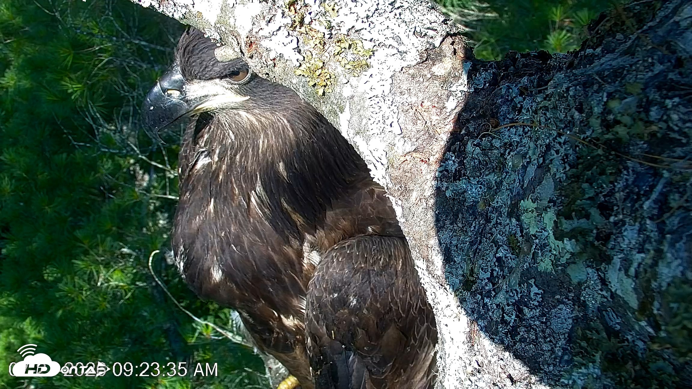 Snapshot of VINS Bald Eagles Nest Live Cams taken Jul 27, 2026, 9:24am EDT