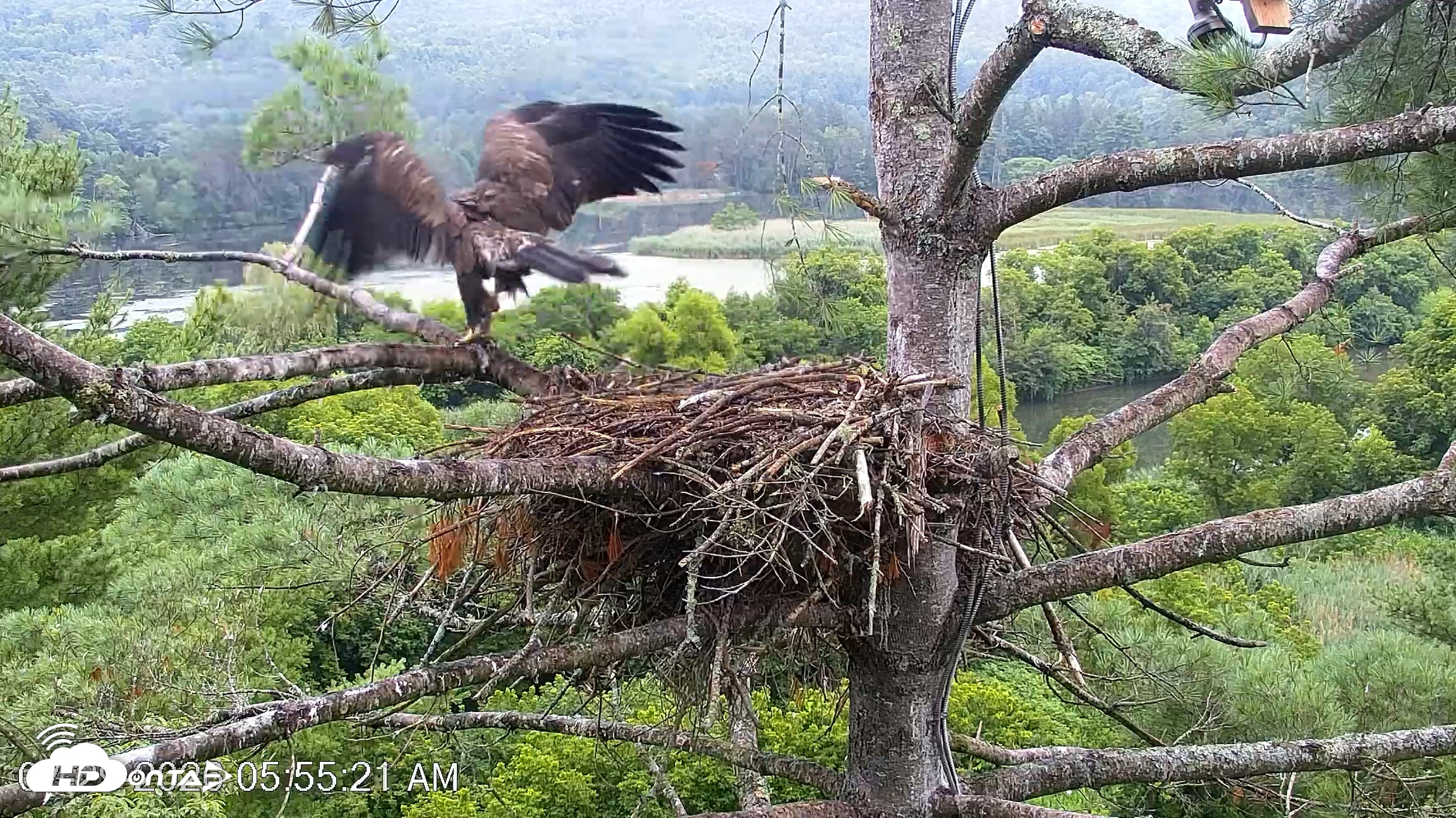Snapshot of VINS Bald Eagles Nest Live Cams taken Jul 29, 2026, 5:56am EDT