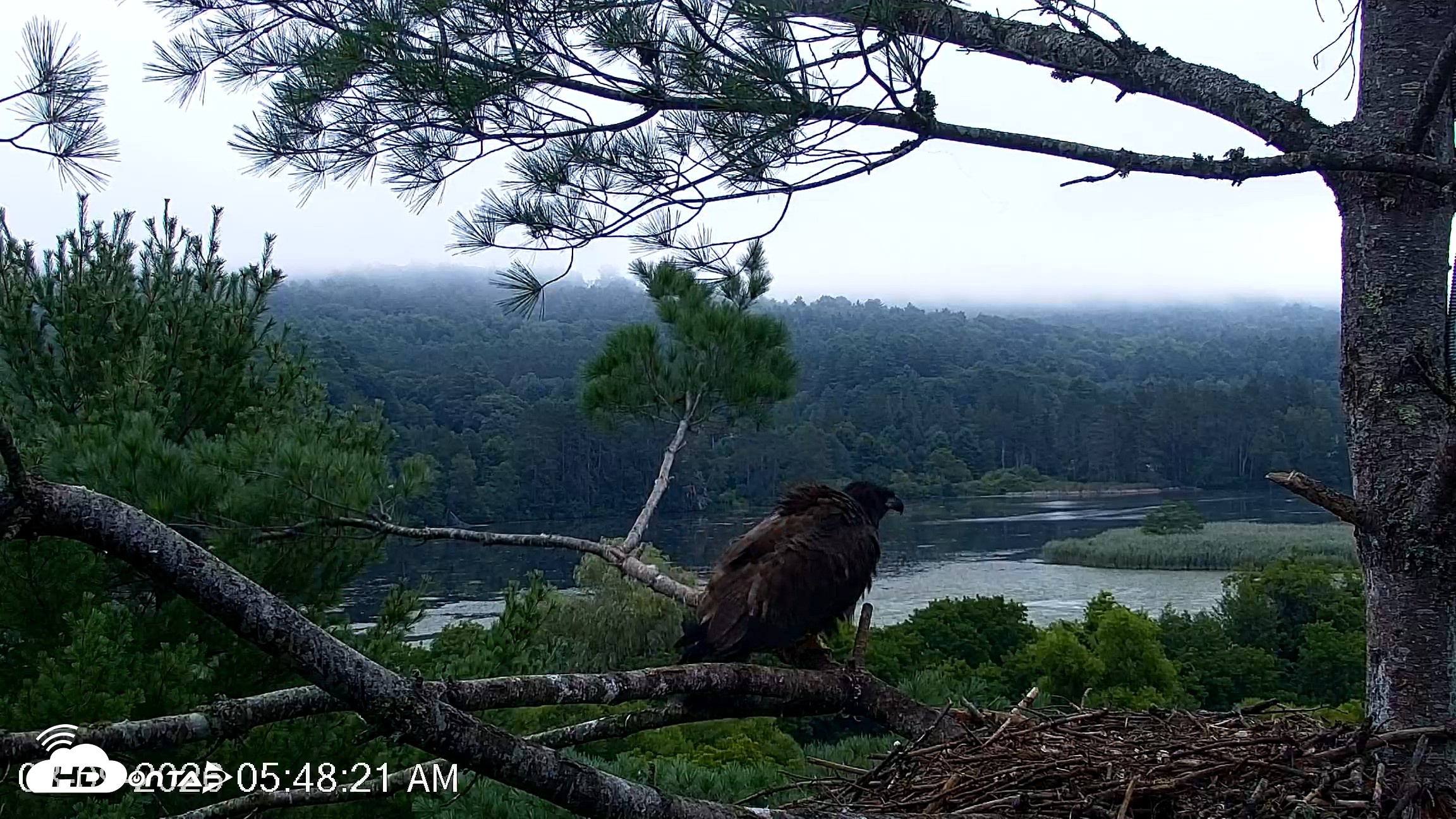 Snapshot of VINS Bald Eagles Nest Live Cams taken Aug 9, 2026, 5:49am EDT