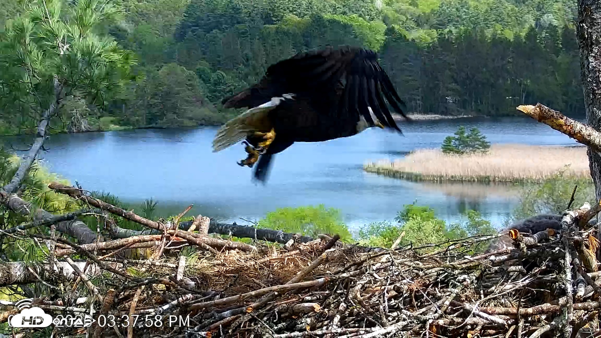 Snapshot of VINS Bald Eagles Nest Live Cams taken May 19, 2026, 3:39pm EDT