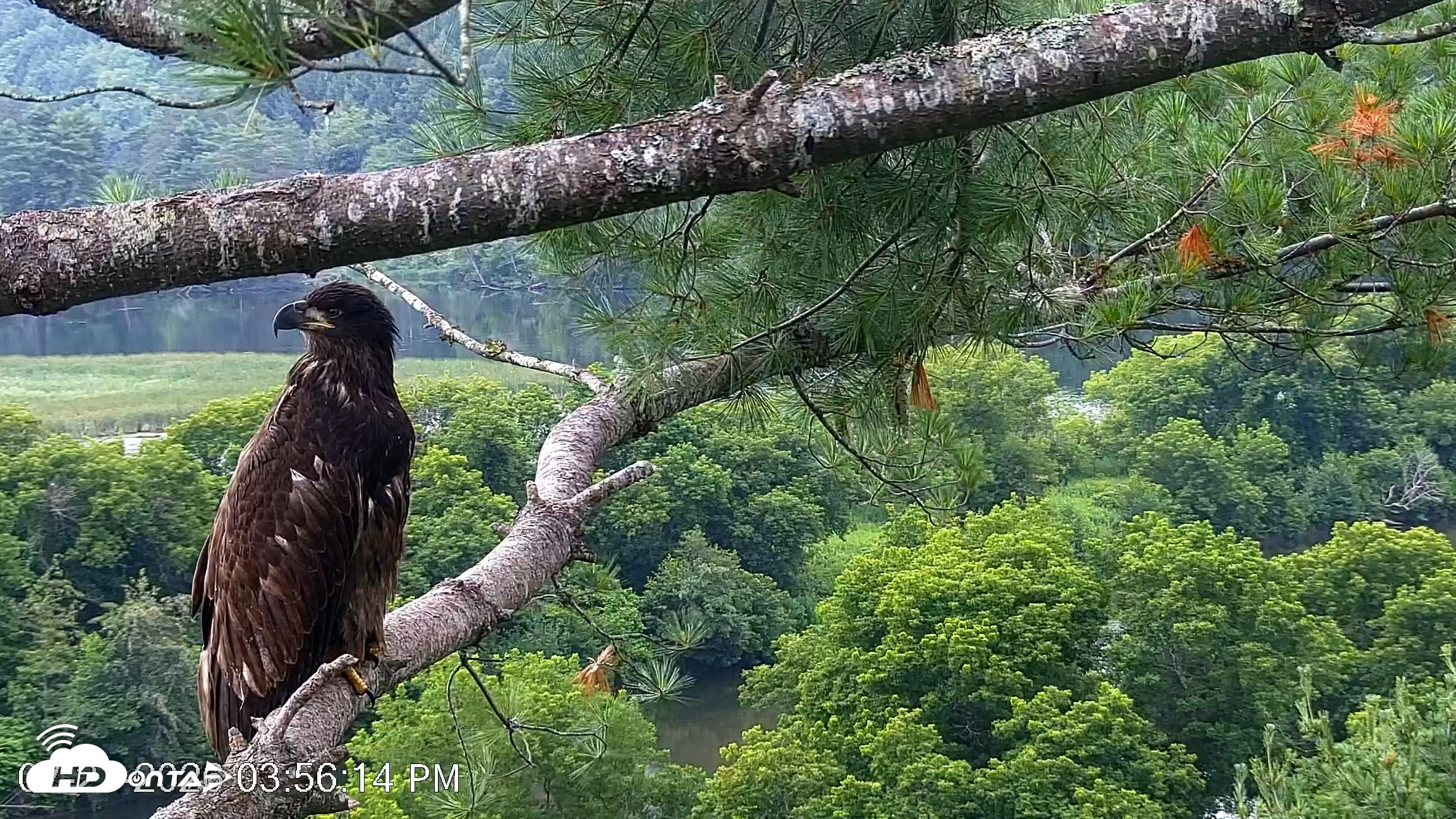 Snapshot of VINS Bald Eagles Nest Live Cams taken Jul 21, 2026, 3:57pm EDT