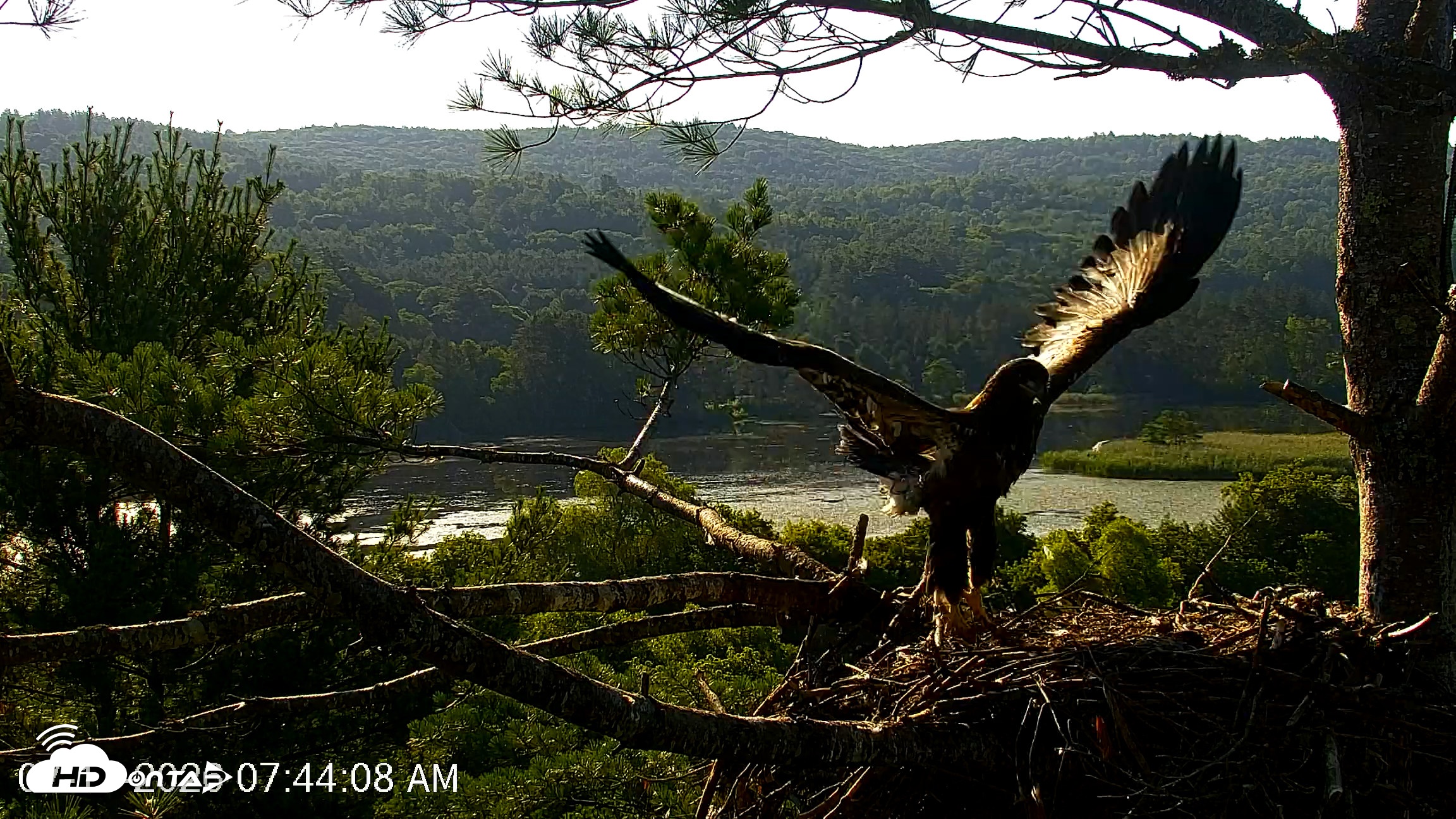 Snapshot of VINS Bald Eagles Nest Live Cams taken Jul 17, 2026, 7:44am EDT