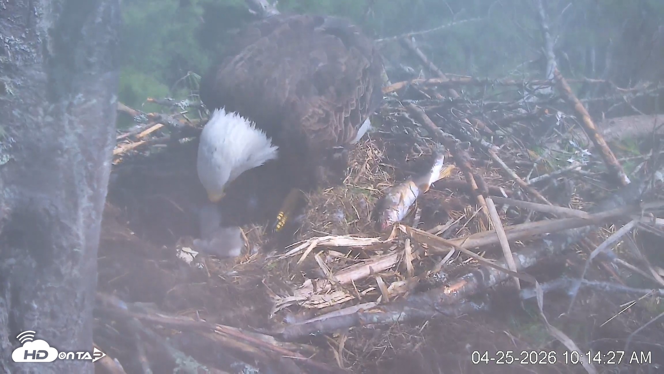 Snapshot of VINS Bald Eagles Nest Live Cams taken Apr 25, 2026, 10:15am EDT